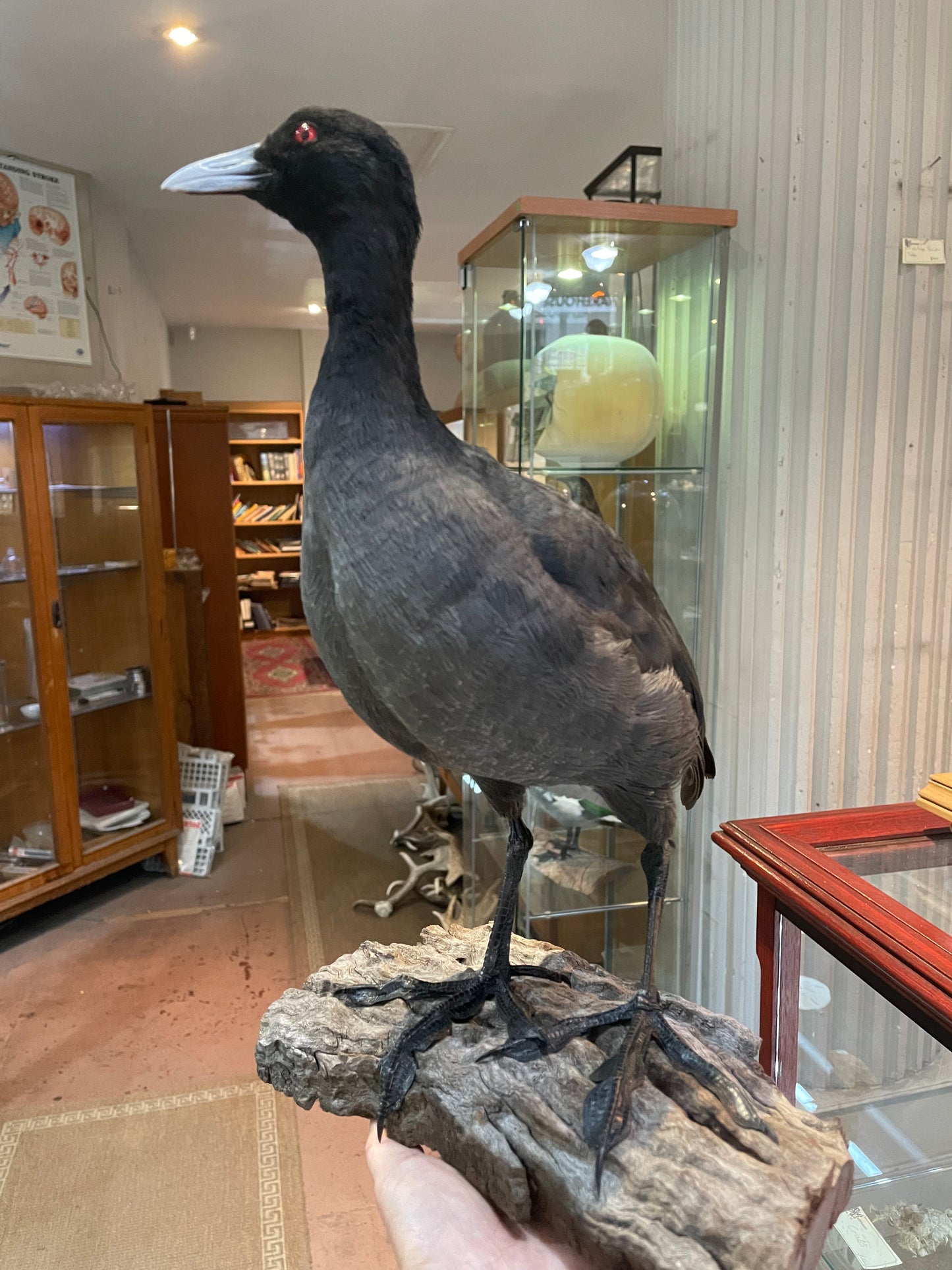 Taxidermy Coot