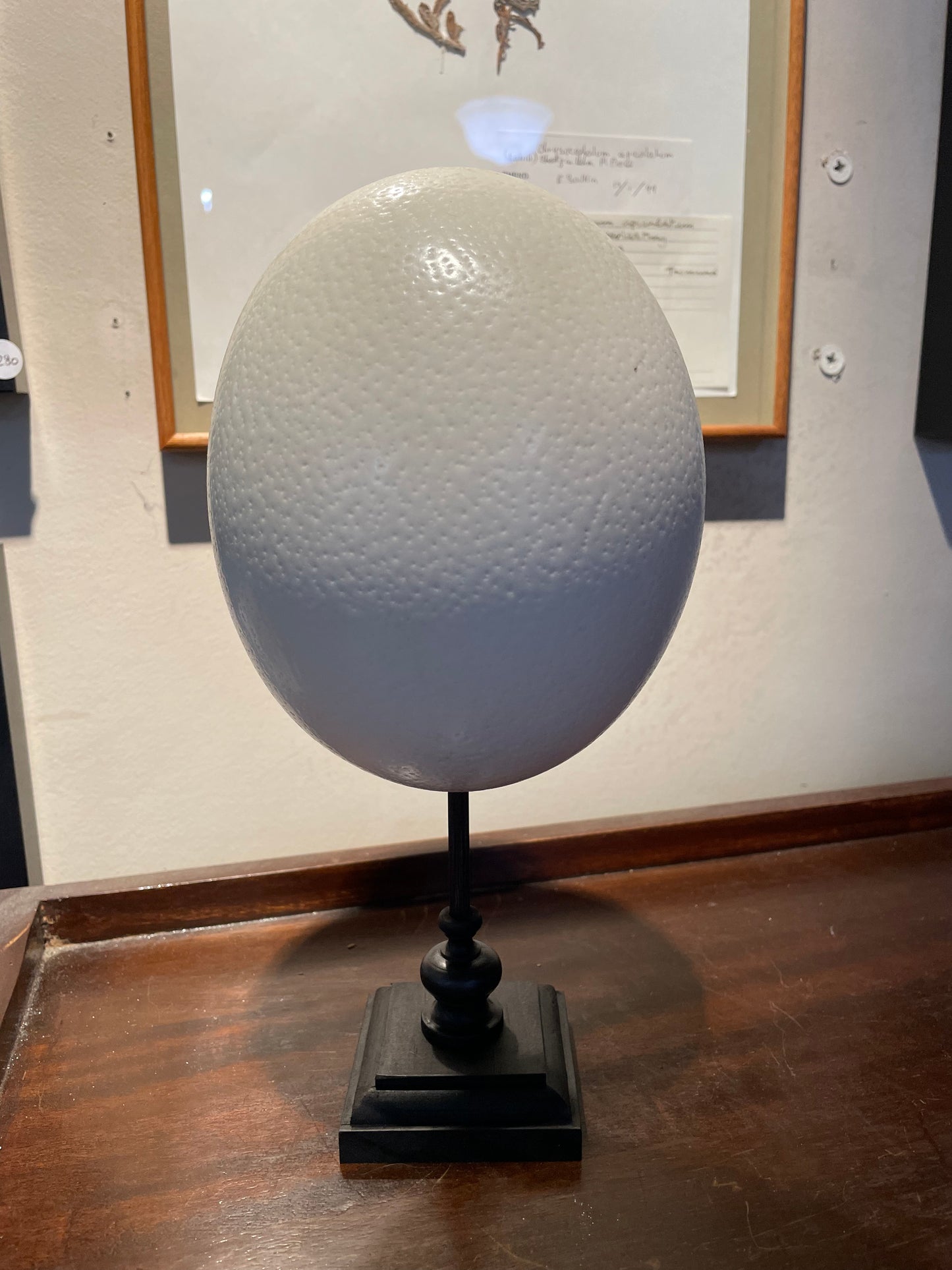 Ostrich/ Emu eggs