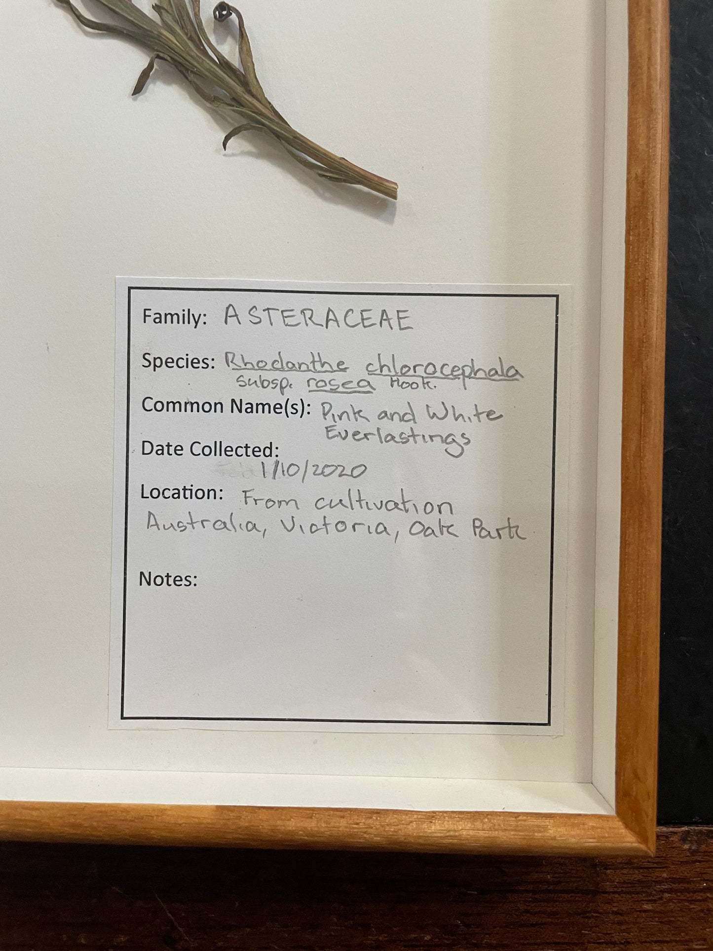 Framed Botanical Specimens