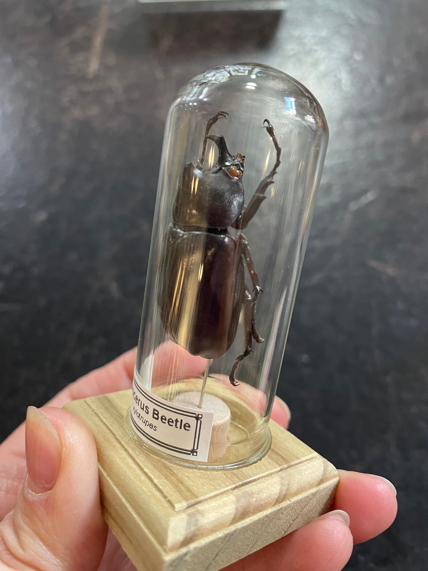 Rhinoceros beetle