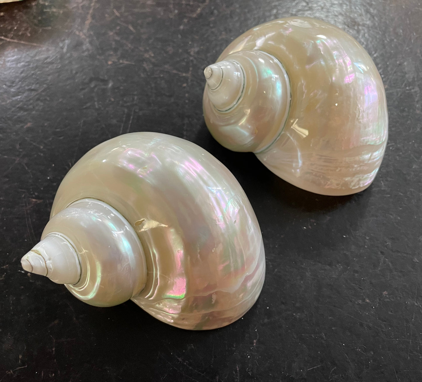 Pearl Turbo Shells
