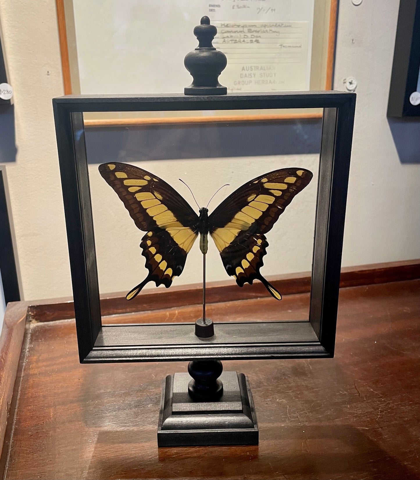 Butterflies in Parisian frame