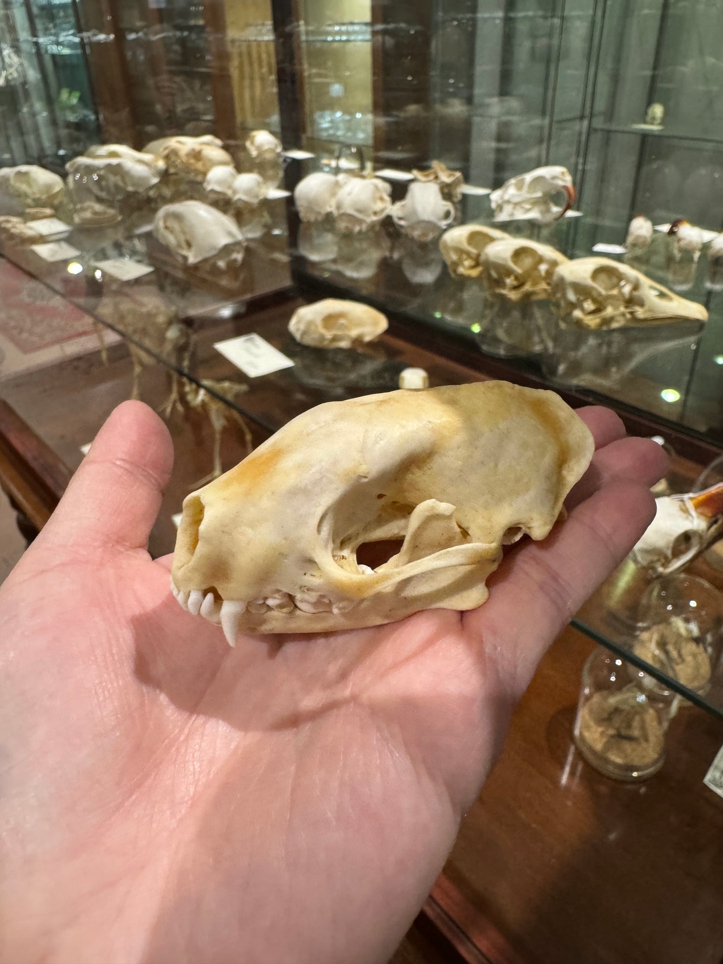 Skunk skull