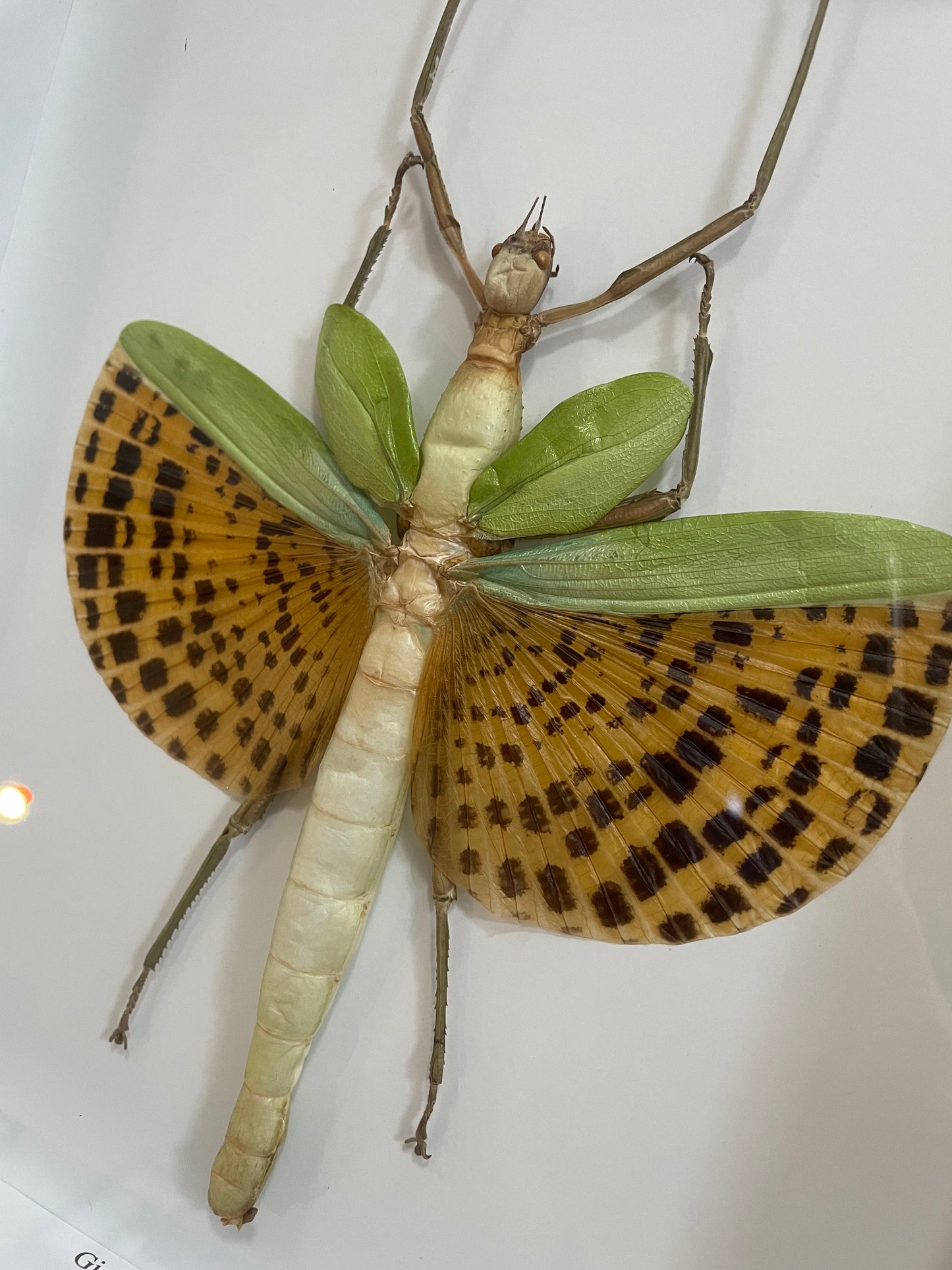 Giant Colourful Phasmid