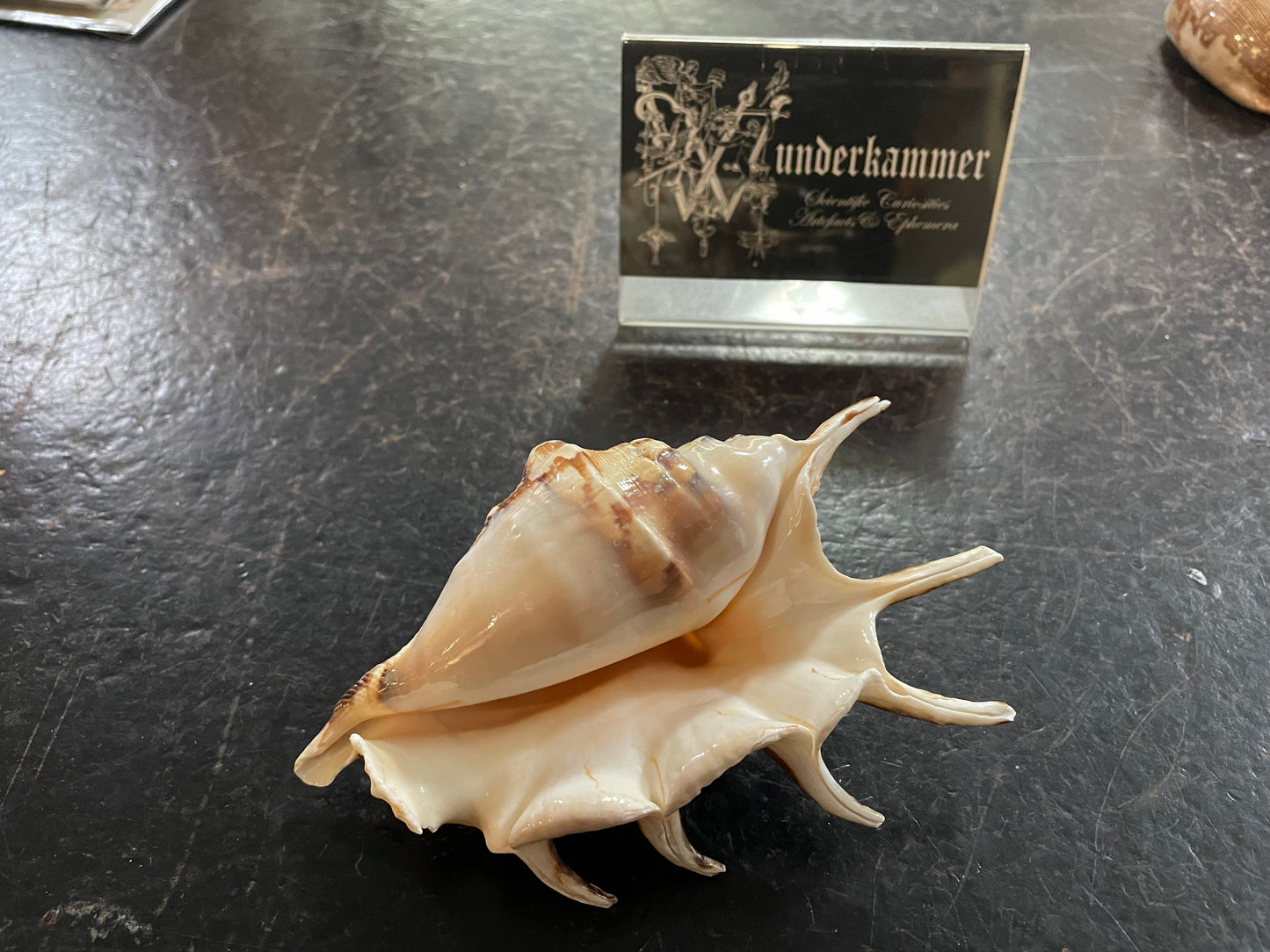 Scorpius spider conch