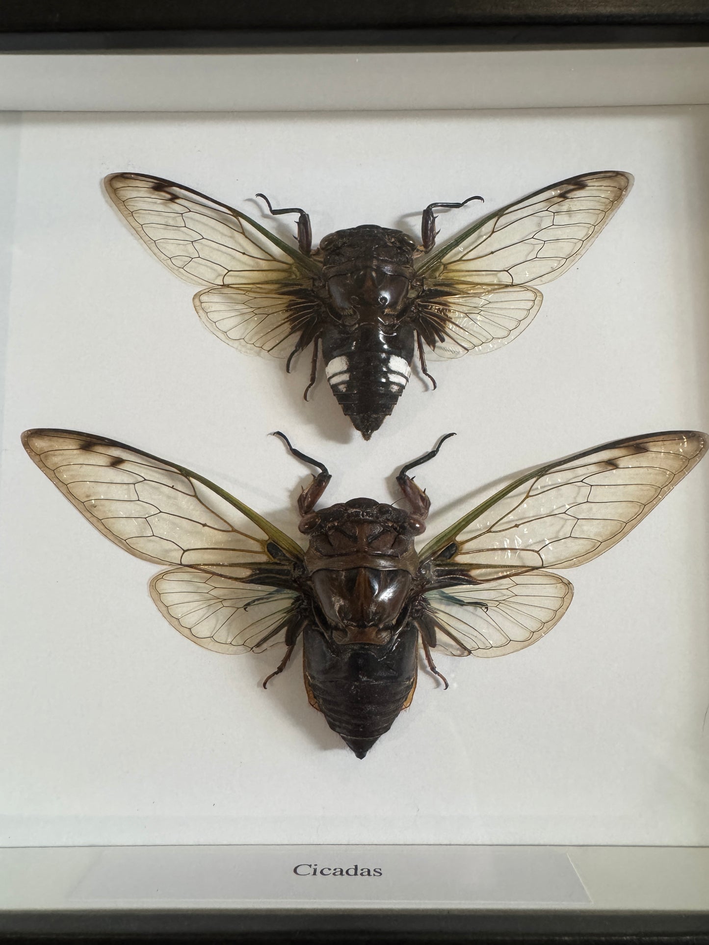 2 cicadas