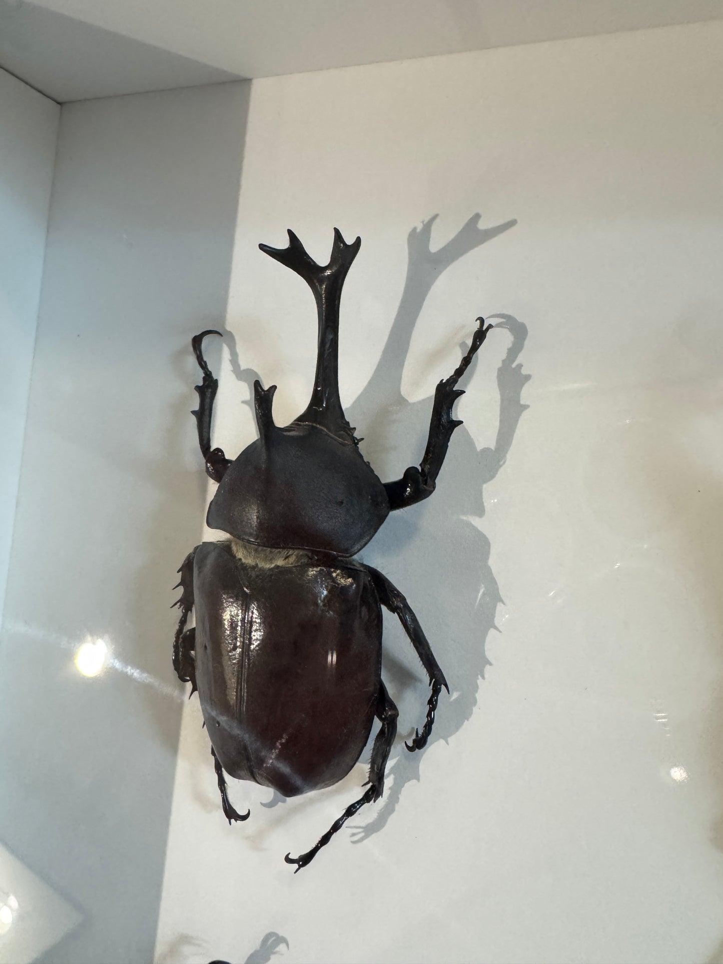 4 Beetles