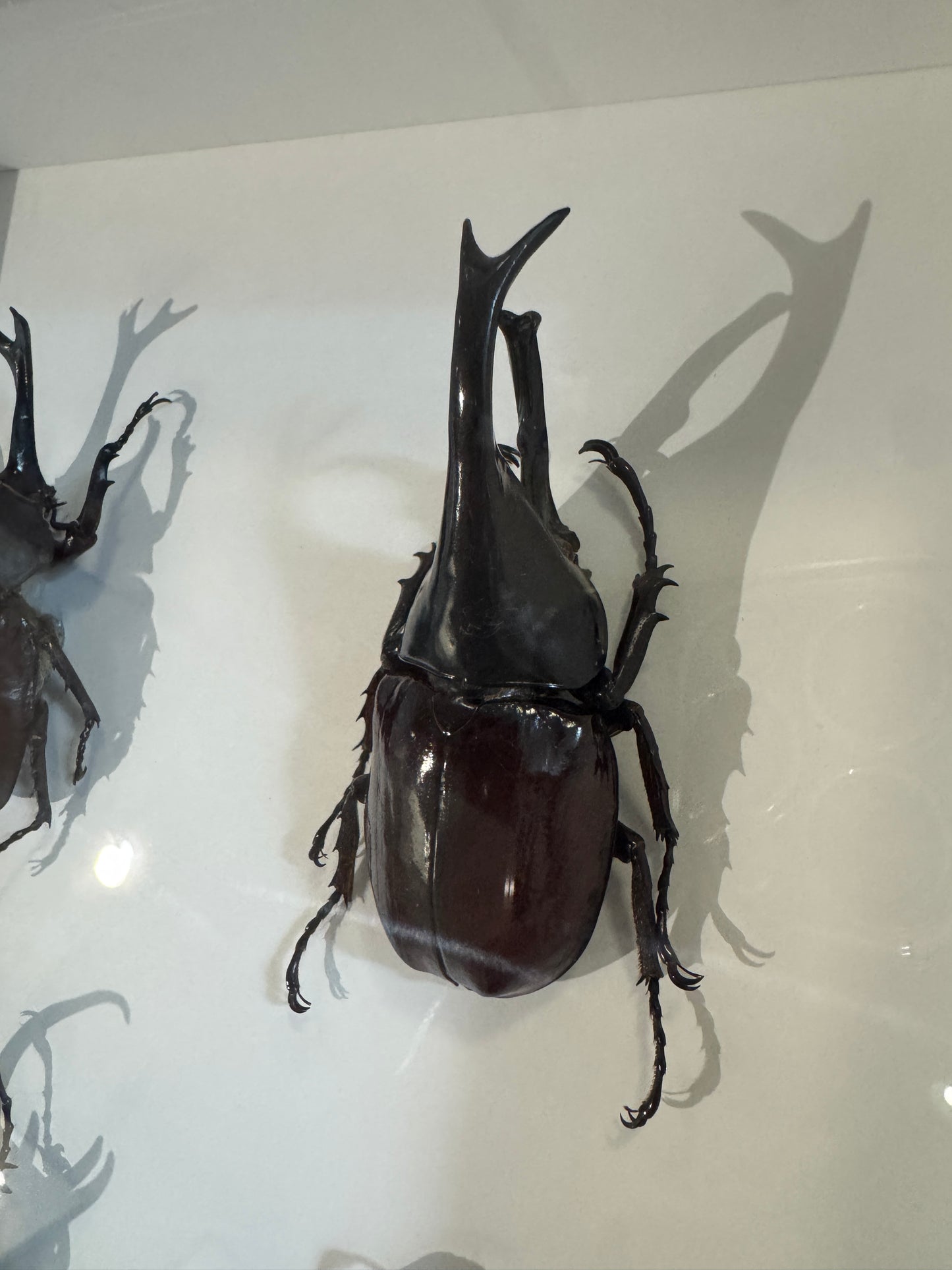 4 Beetles