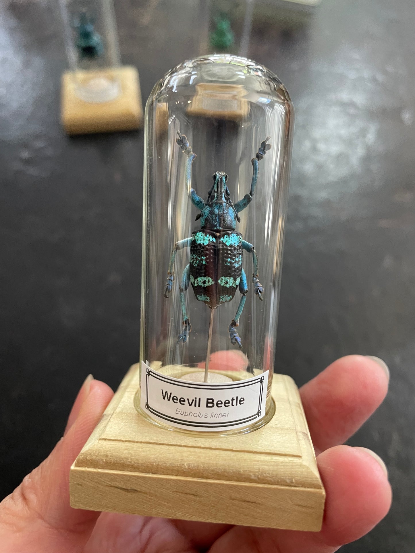 Weevil beetle