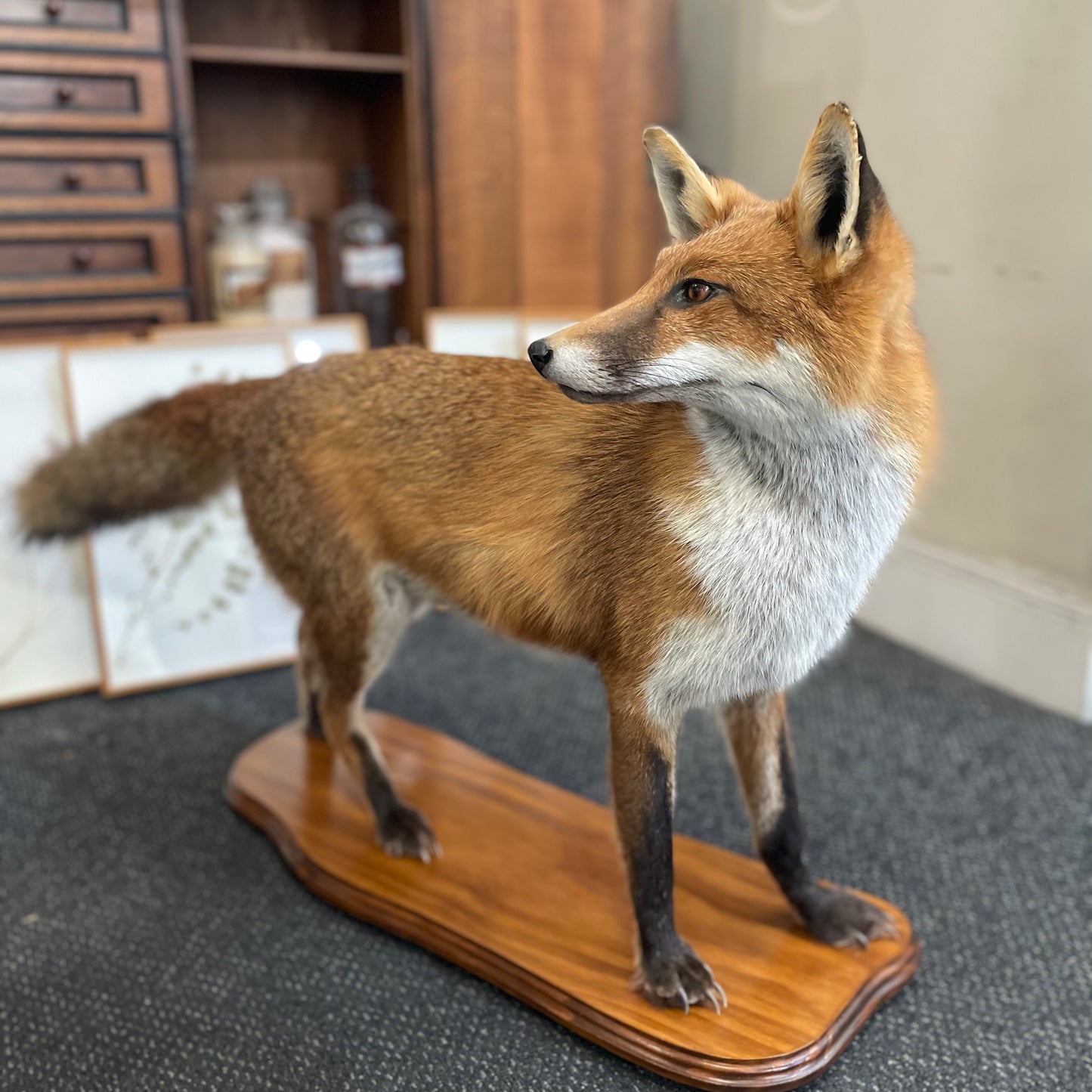 Taxidermy fox