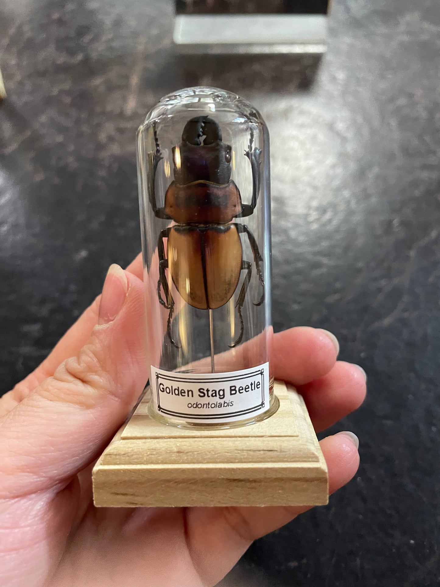 Golden stag beetle