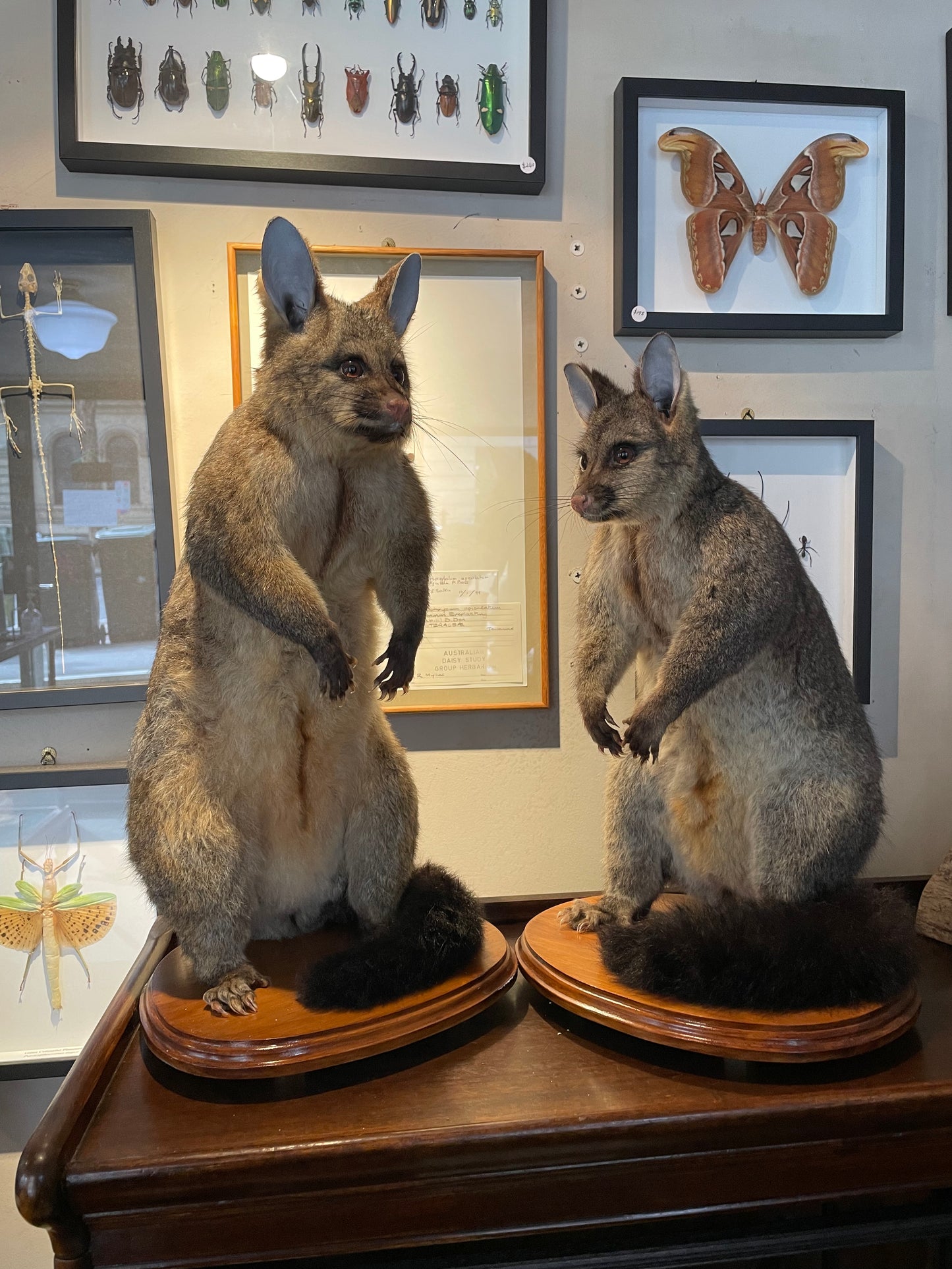 Taxidermy Brushtail Possum