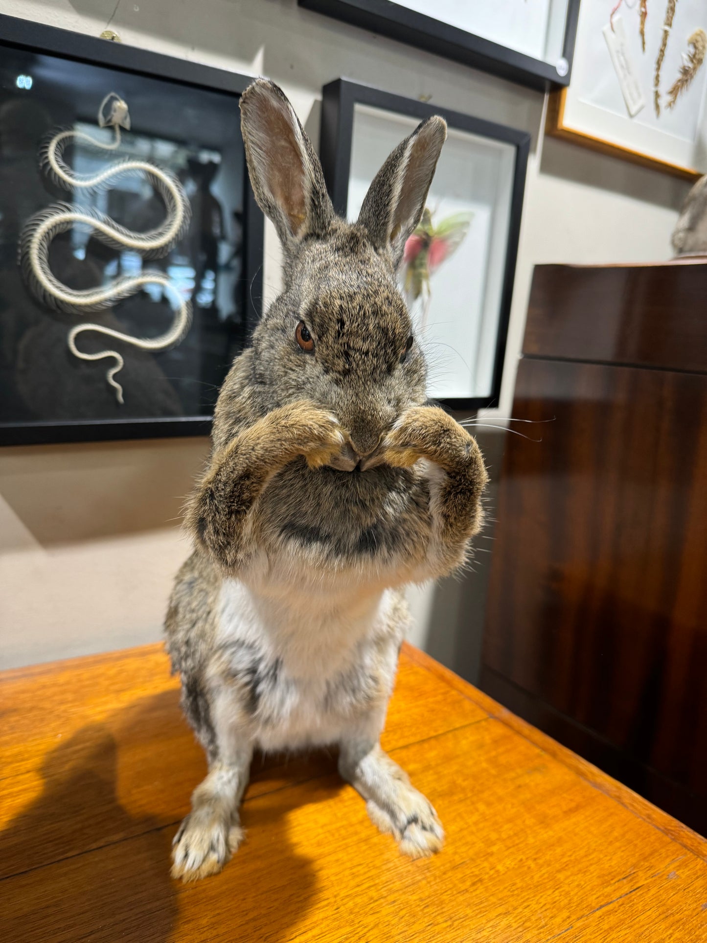 Taxidermy rabbits