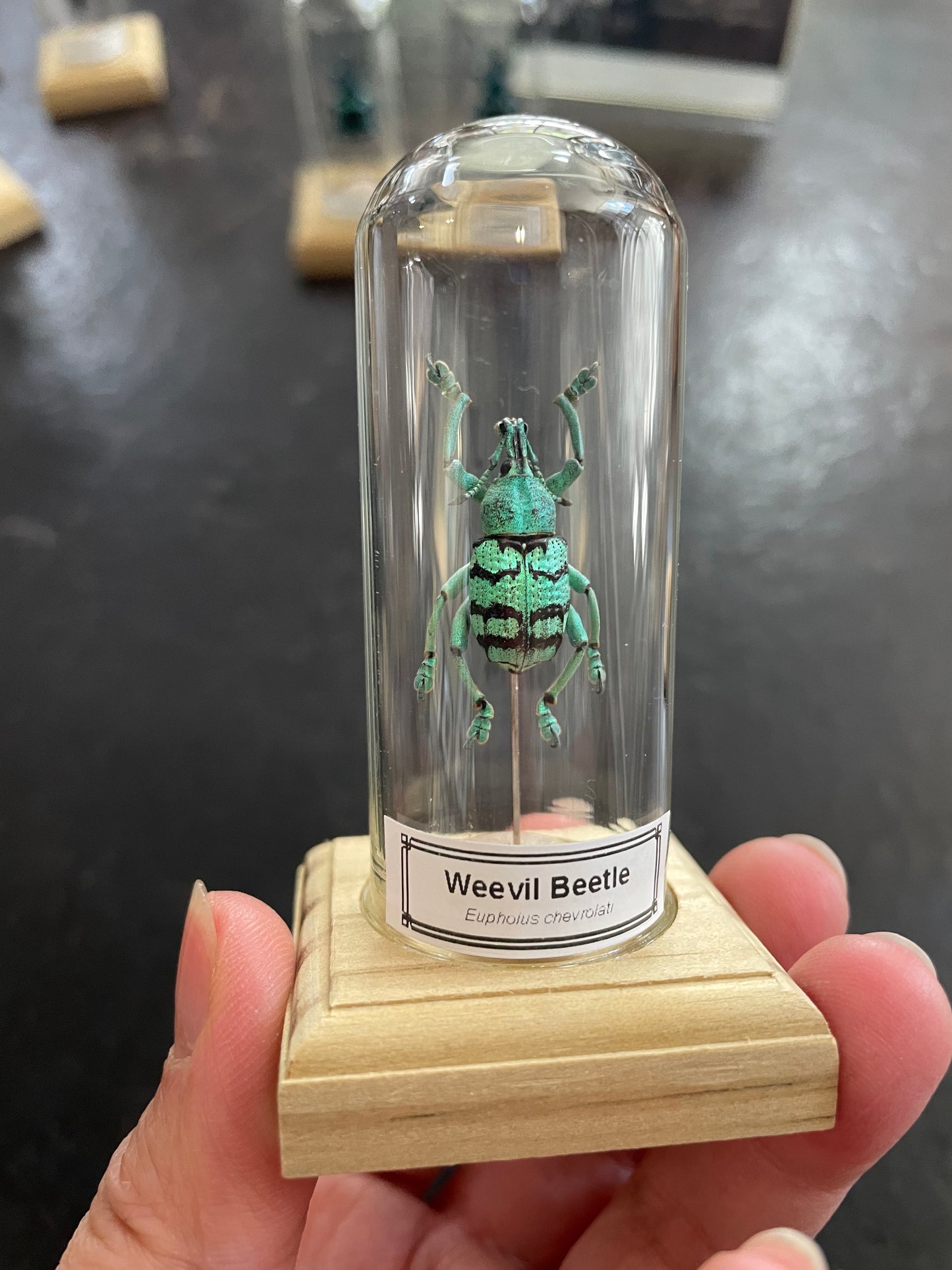 Weevil beetle