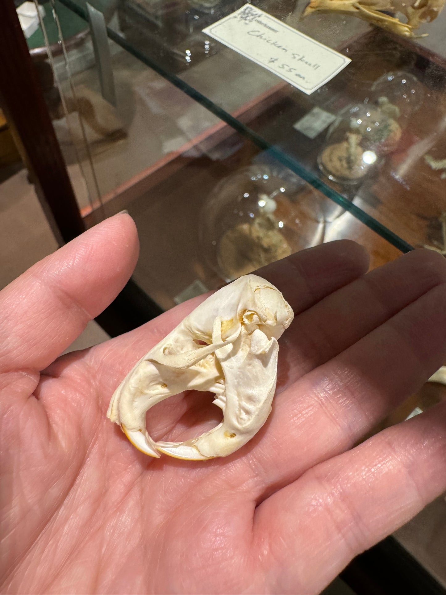 Pocket gopher skull