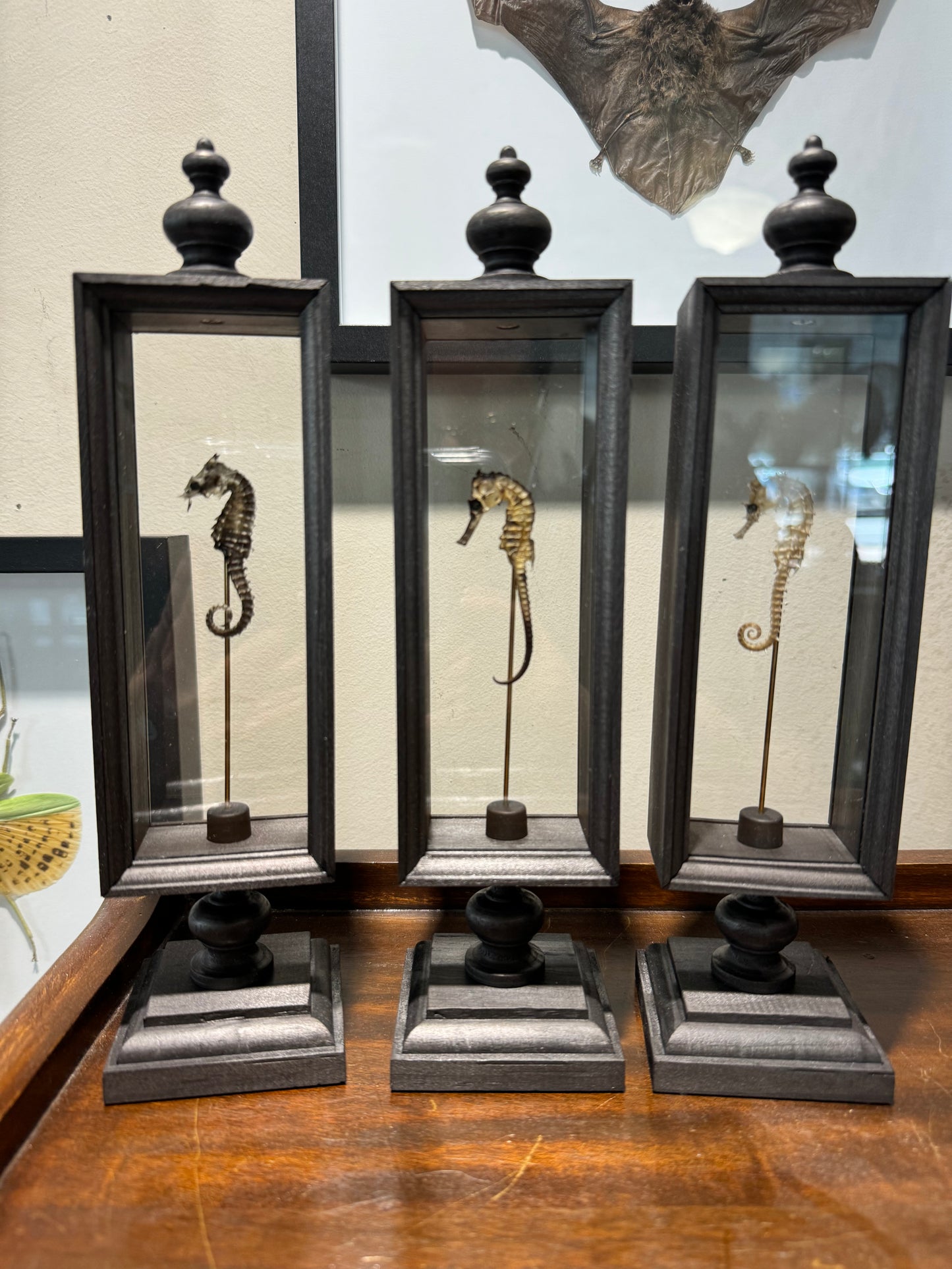 Seahorse in double glass Parisian display case