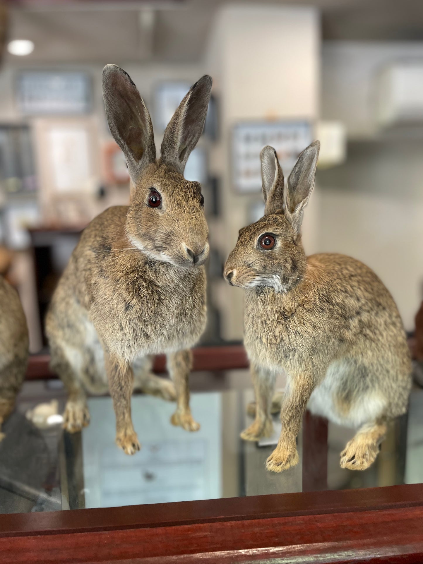 Taxidermy wild rabbits