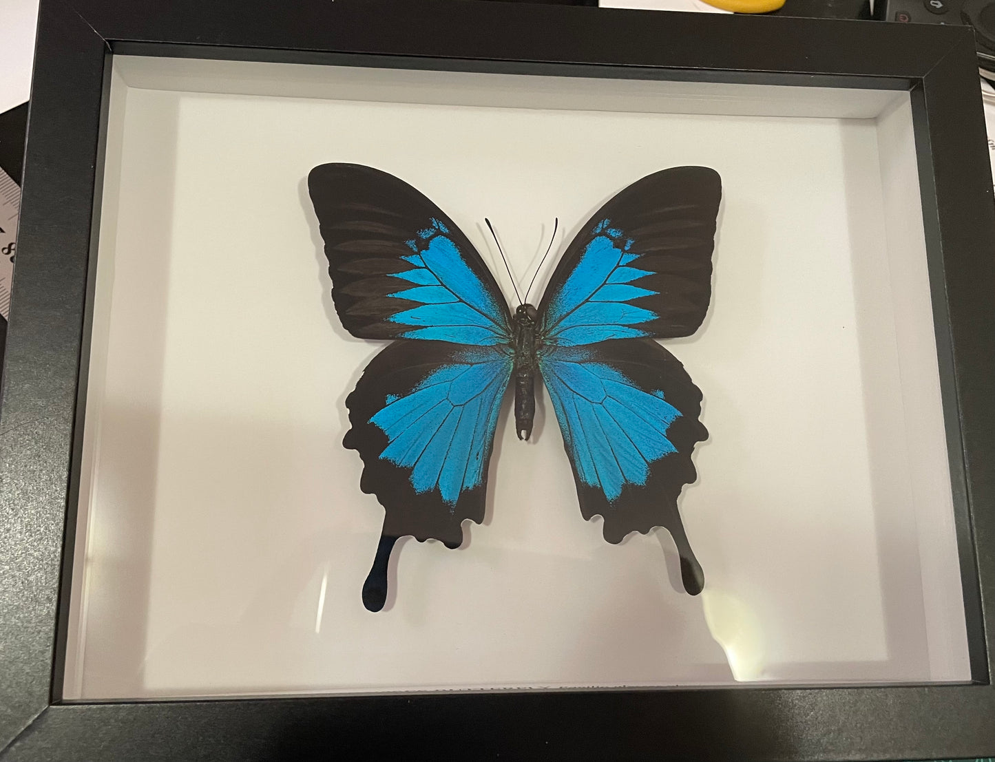 Ulysses butterfly