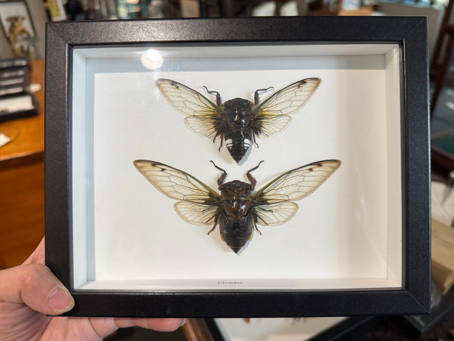 2 cicadas