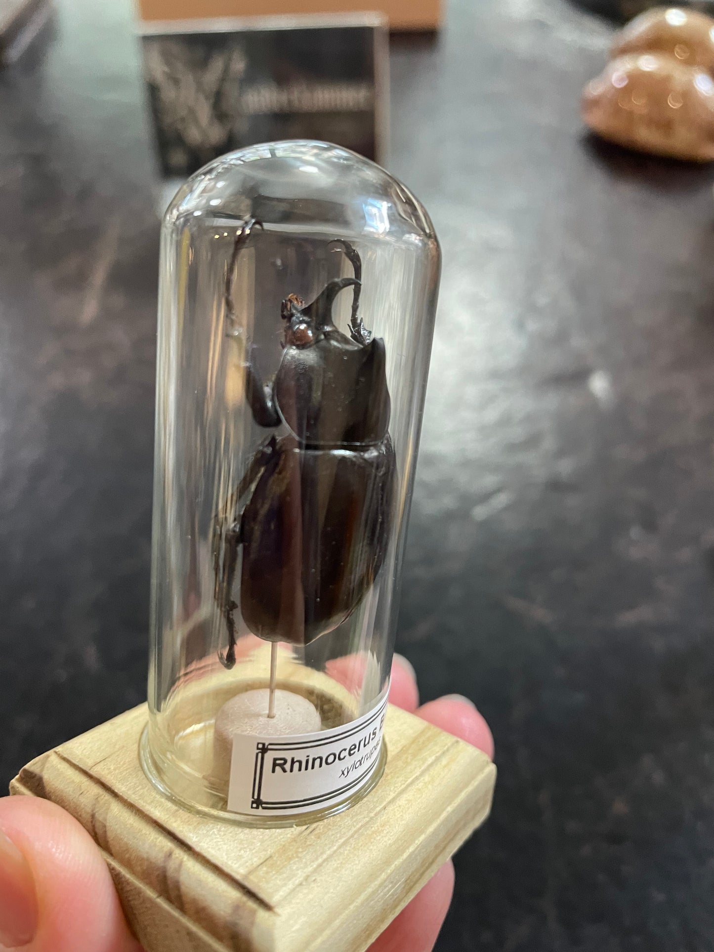 Rhinoceros beetle