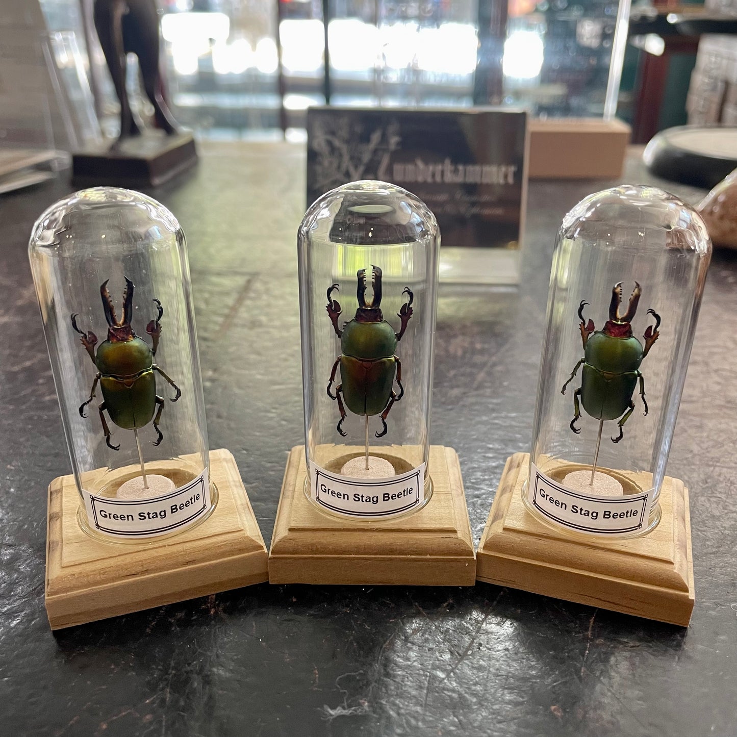 Green stag beetle
