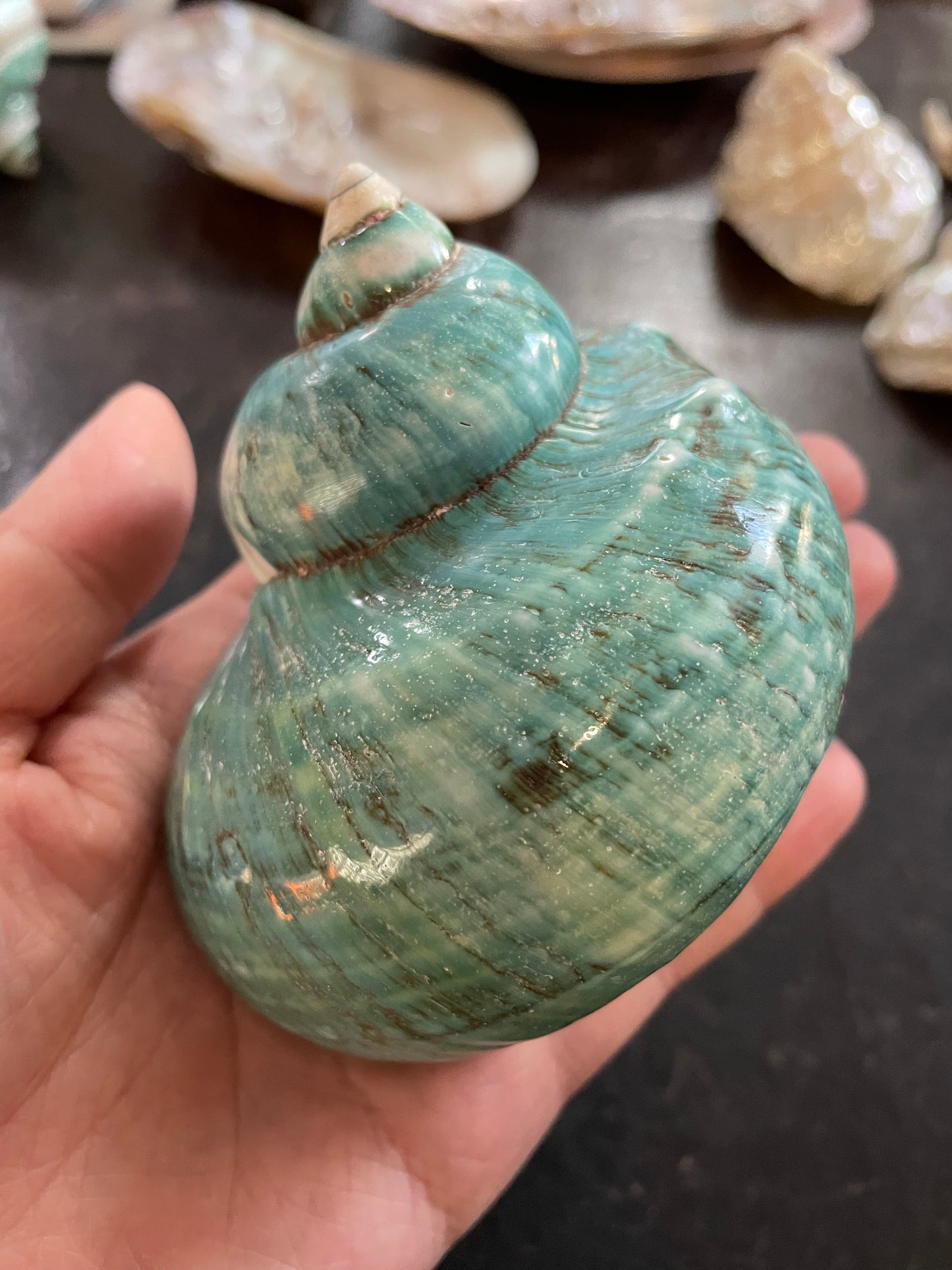 Great Green Turbo Shell