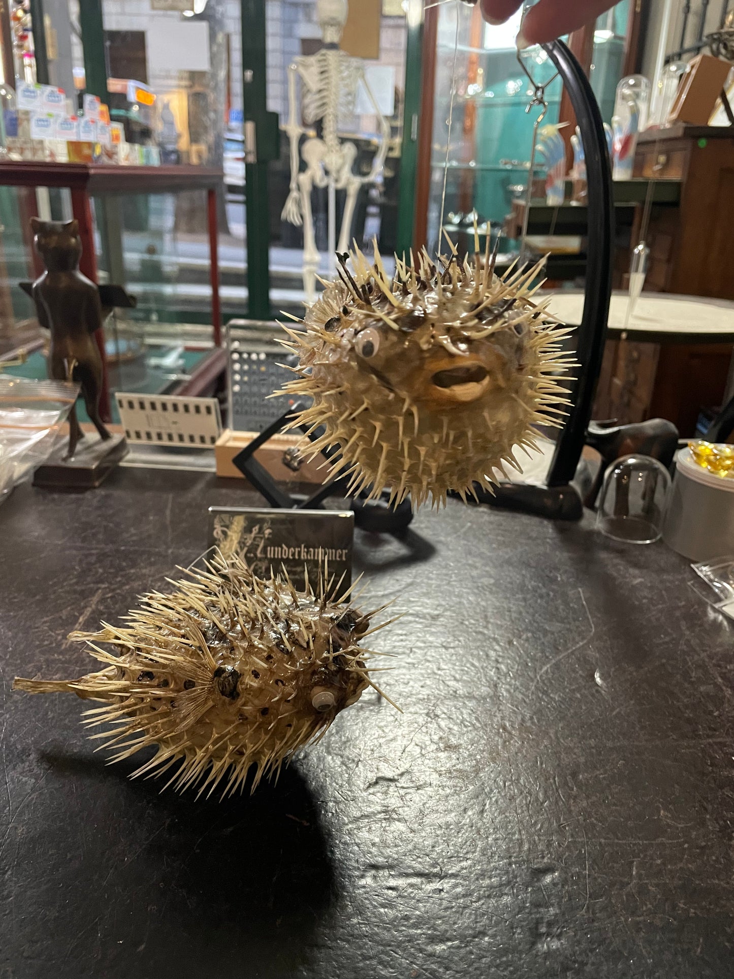 Taxidermy Porcupine Fish