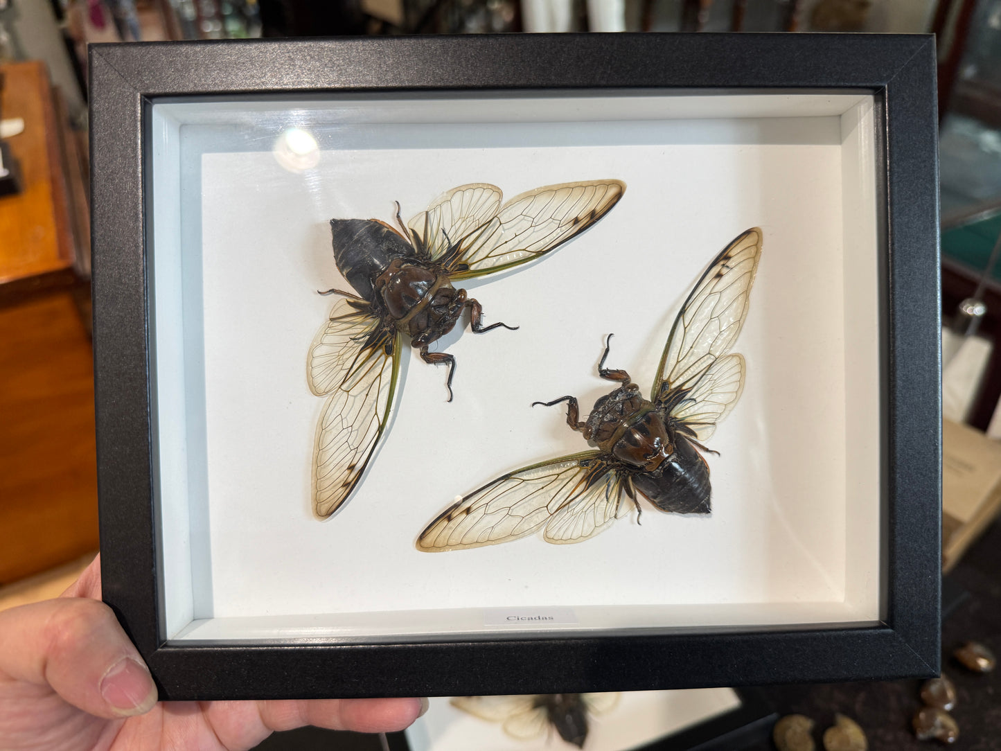2 cicadas