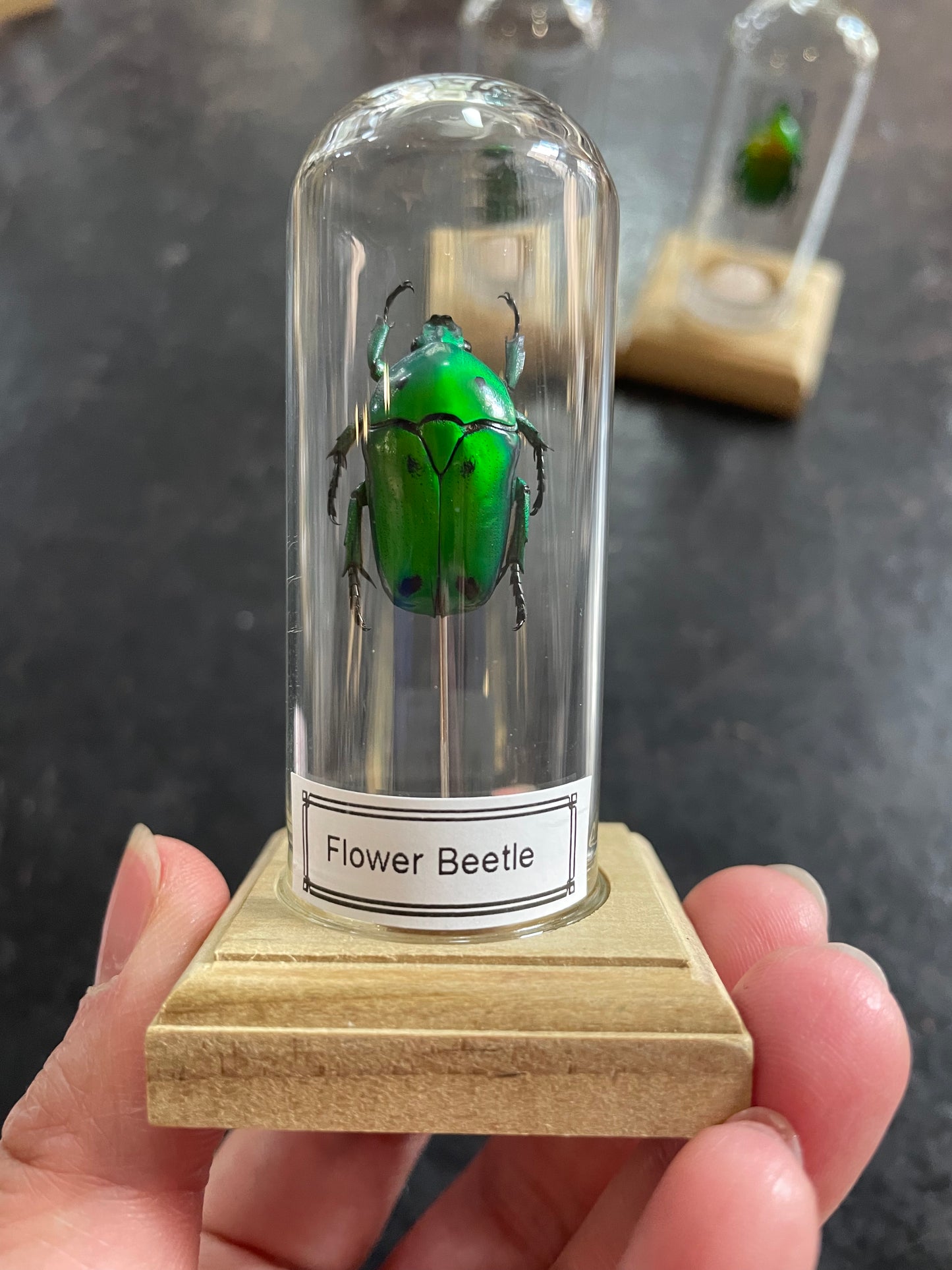 Flower beetle