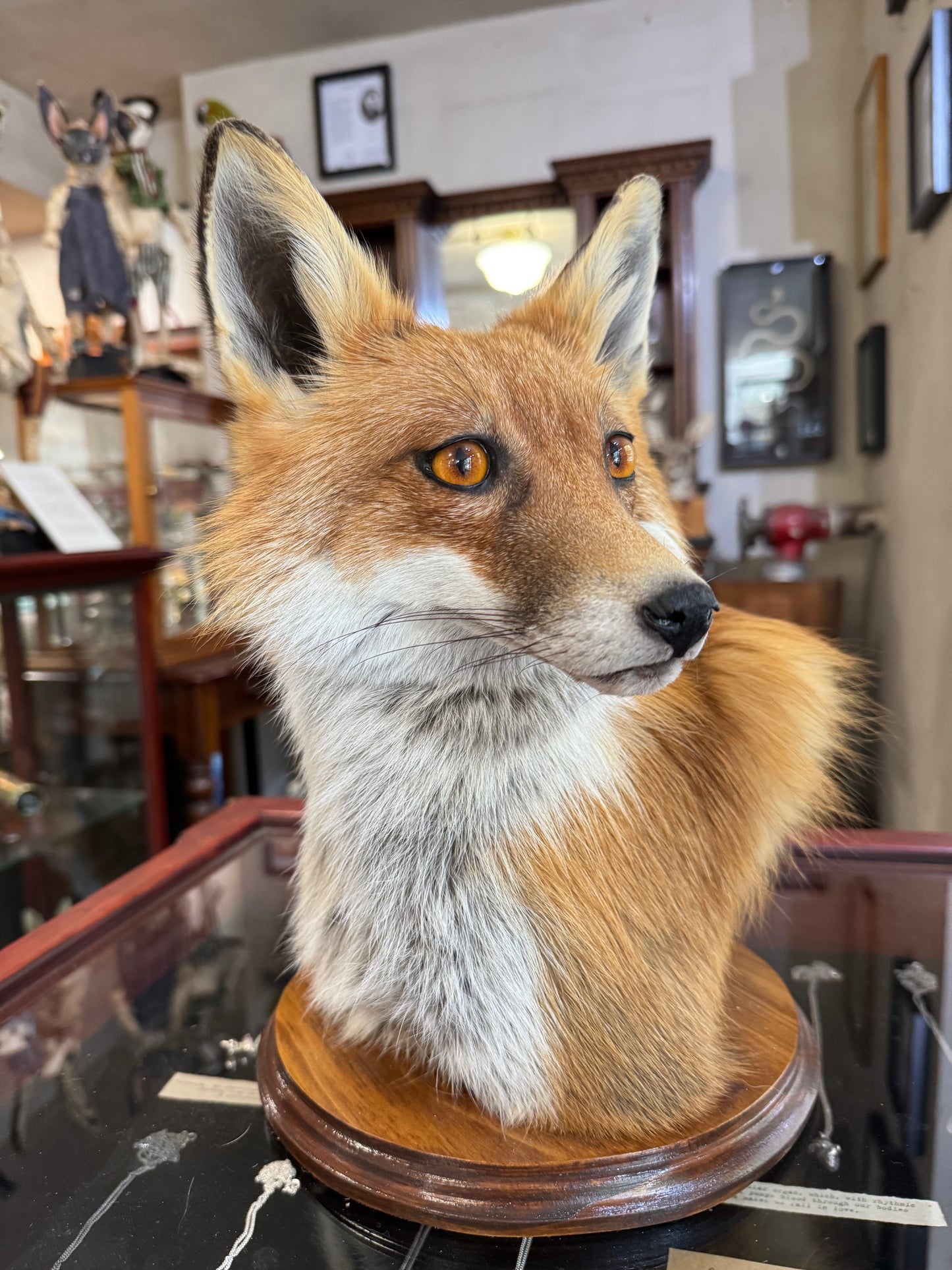 Fox head