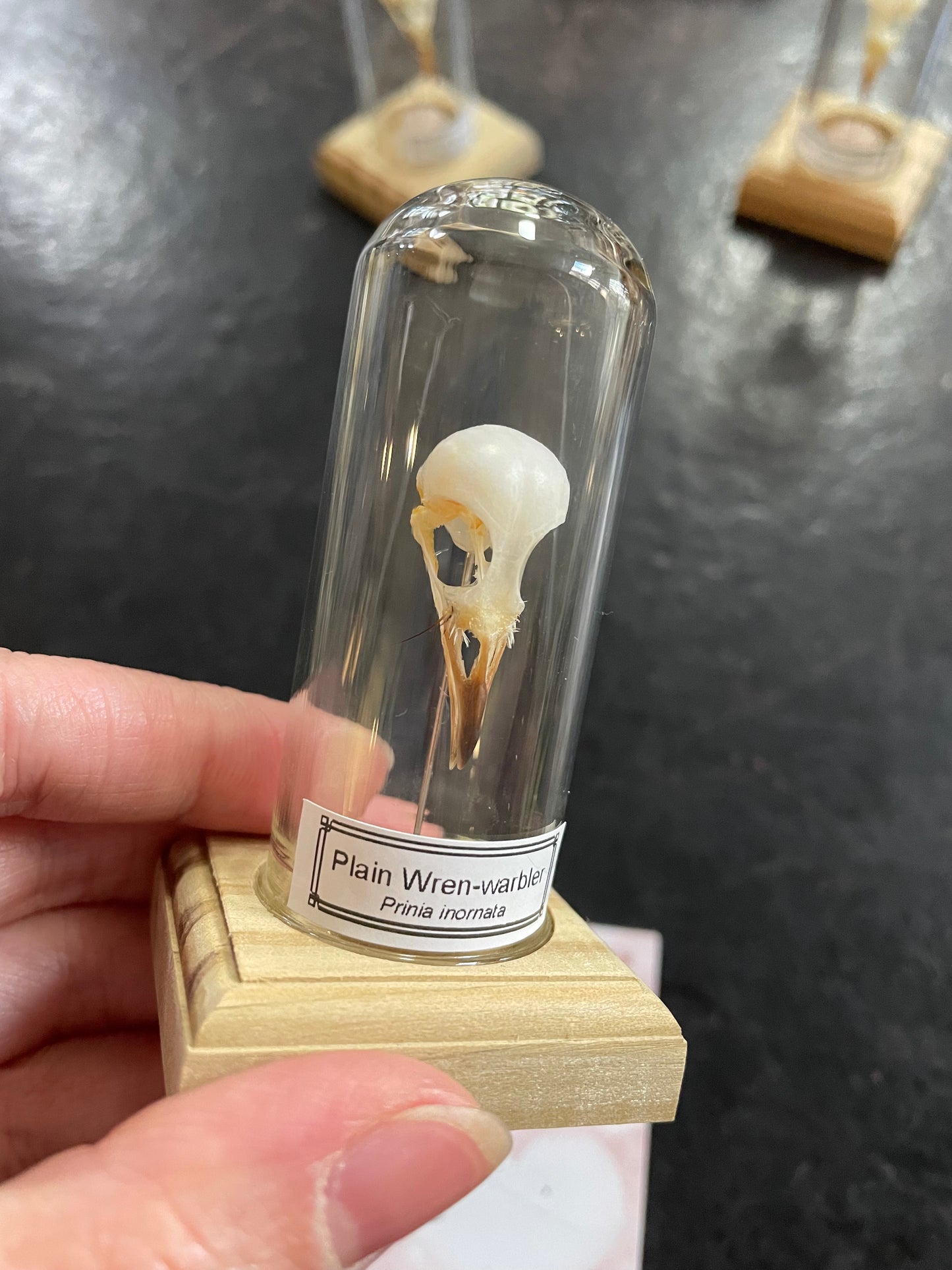 Plain wren-warbler skull