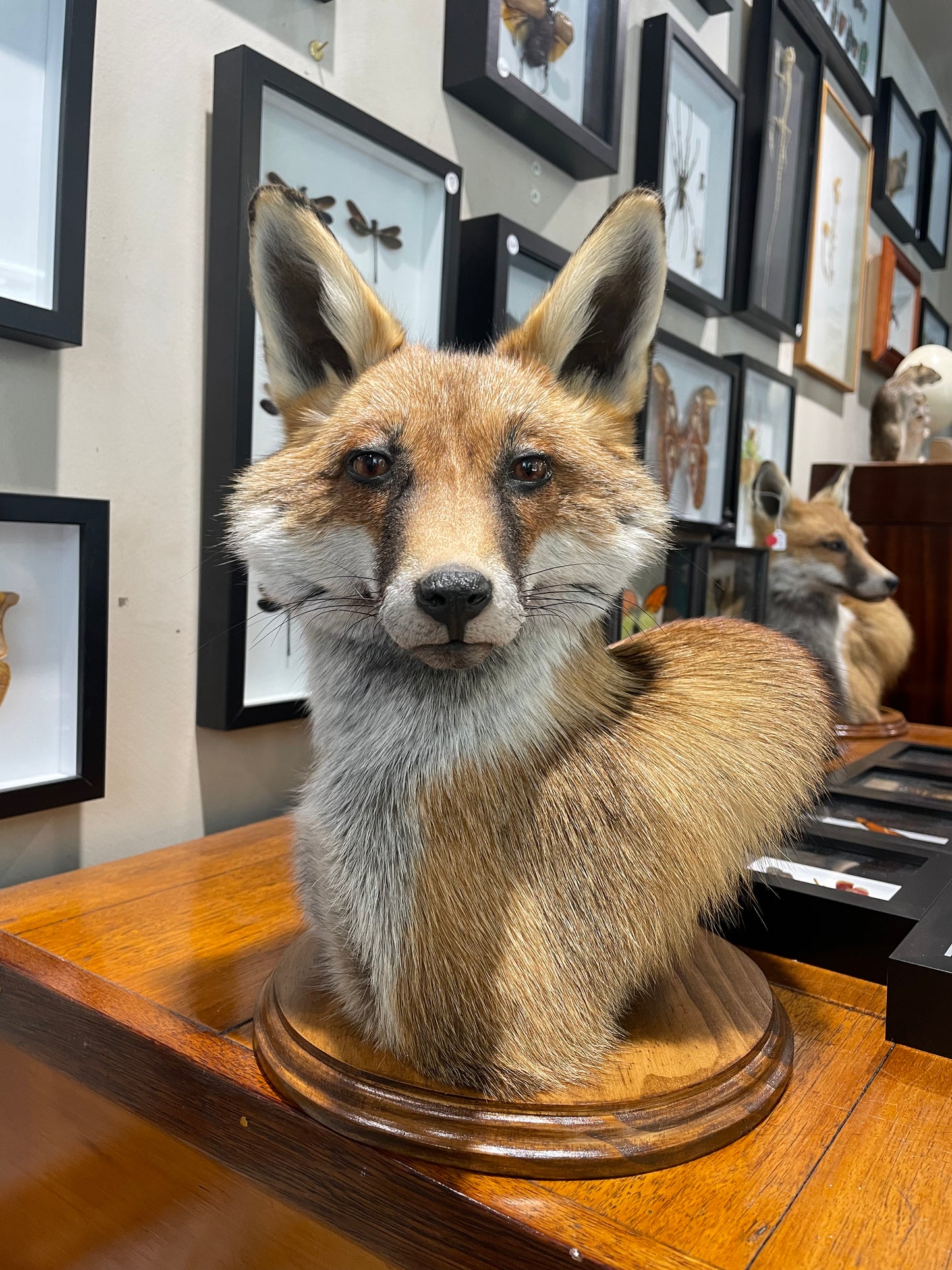 Taxidermy fox head