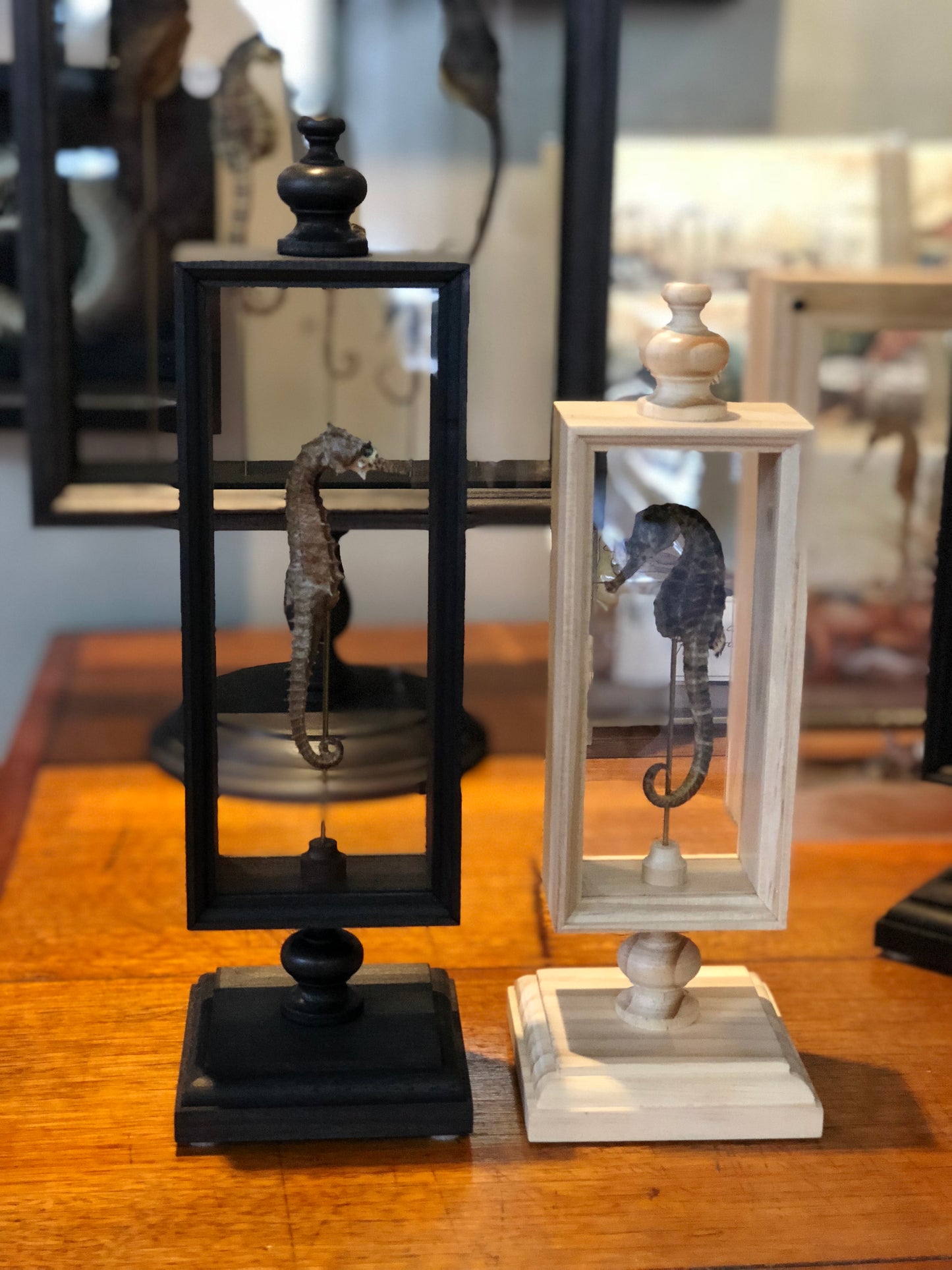 Seahorse in double glass Parisian display case