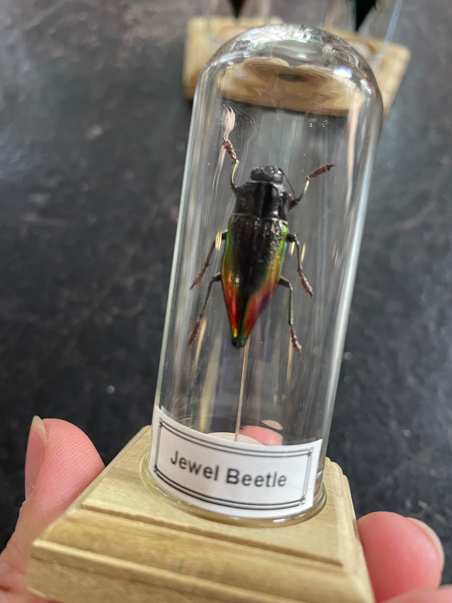 Jewel beetle