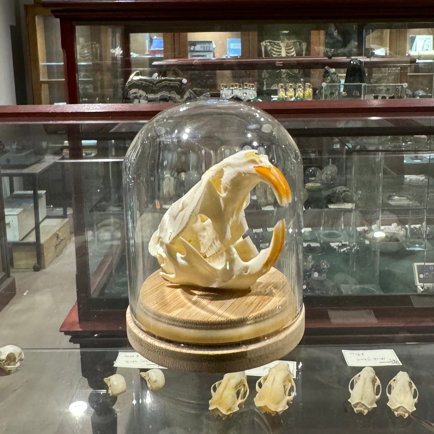 Muskrat skull