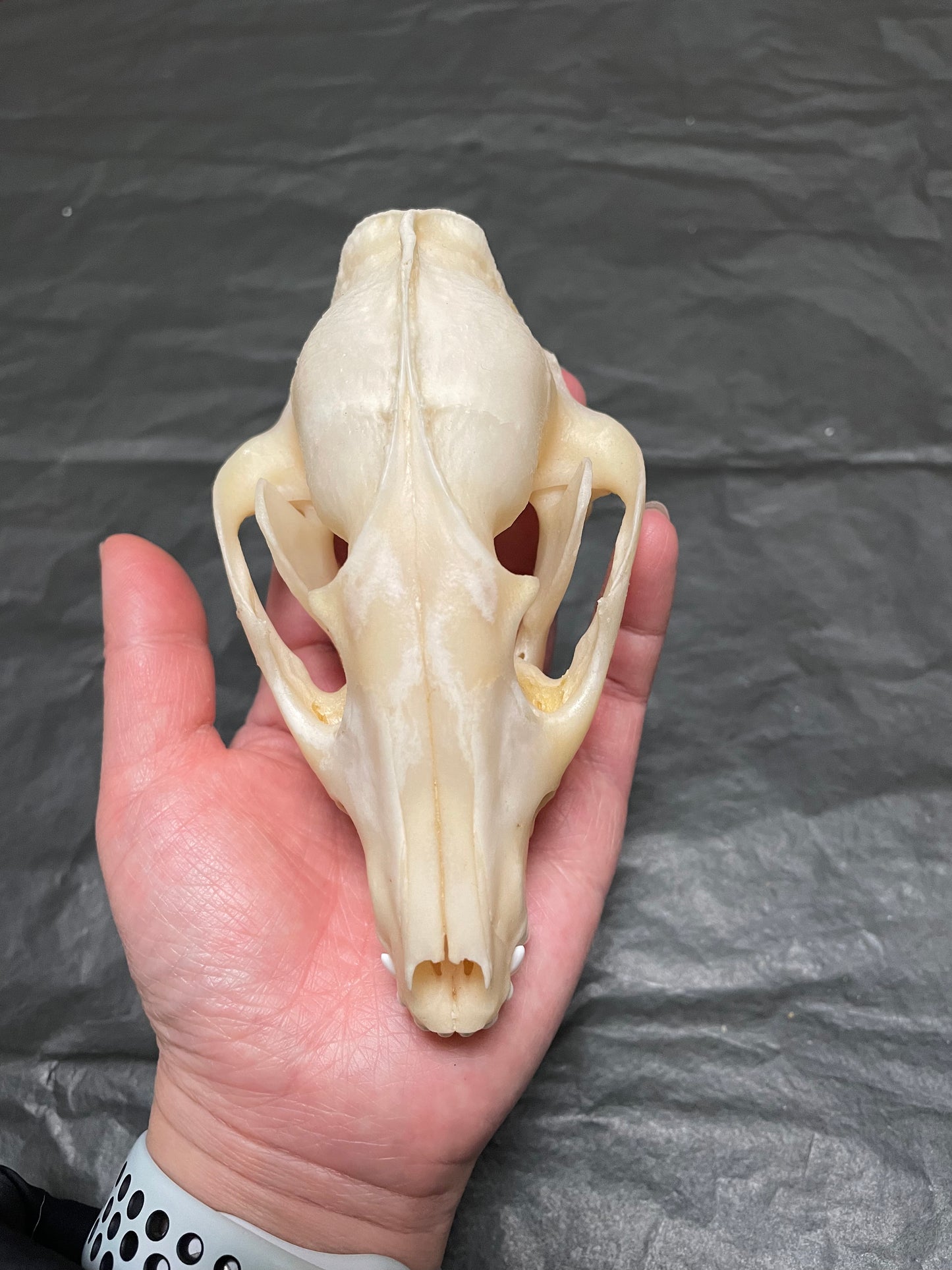 Raccoon Dog Skull