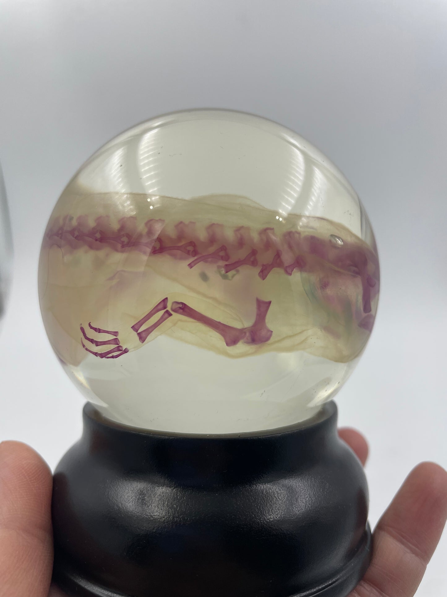 Diaphonised Axolotl