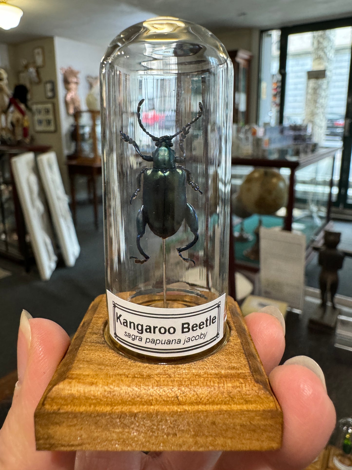 Beetles in little glass dome
