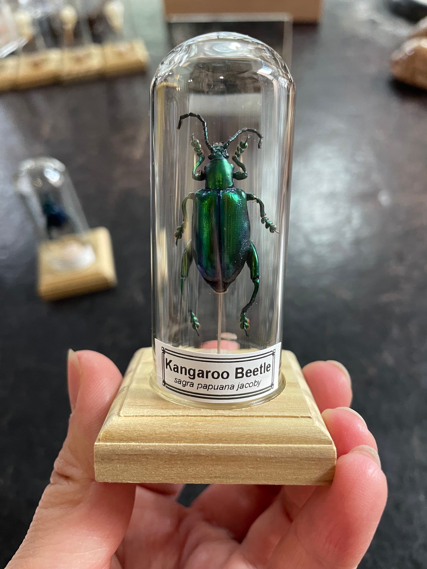 Kangaroo beetle