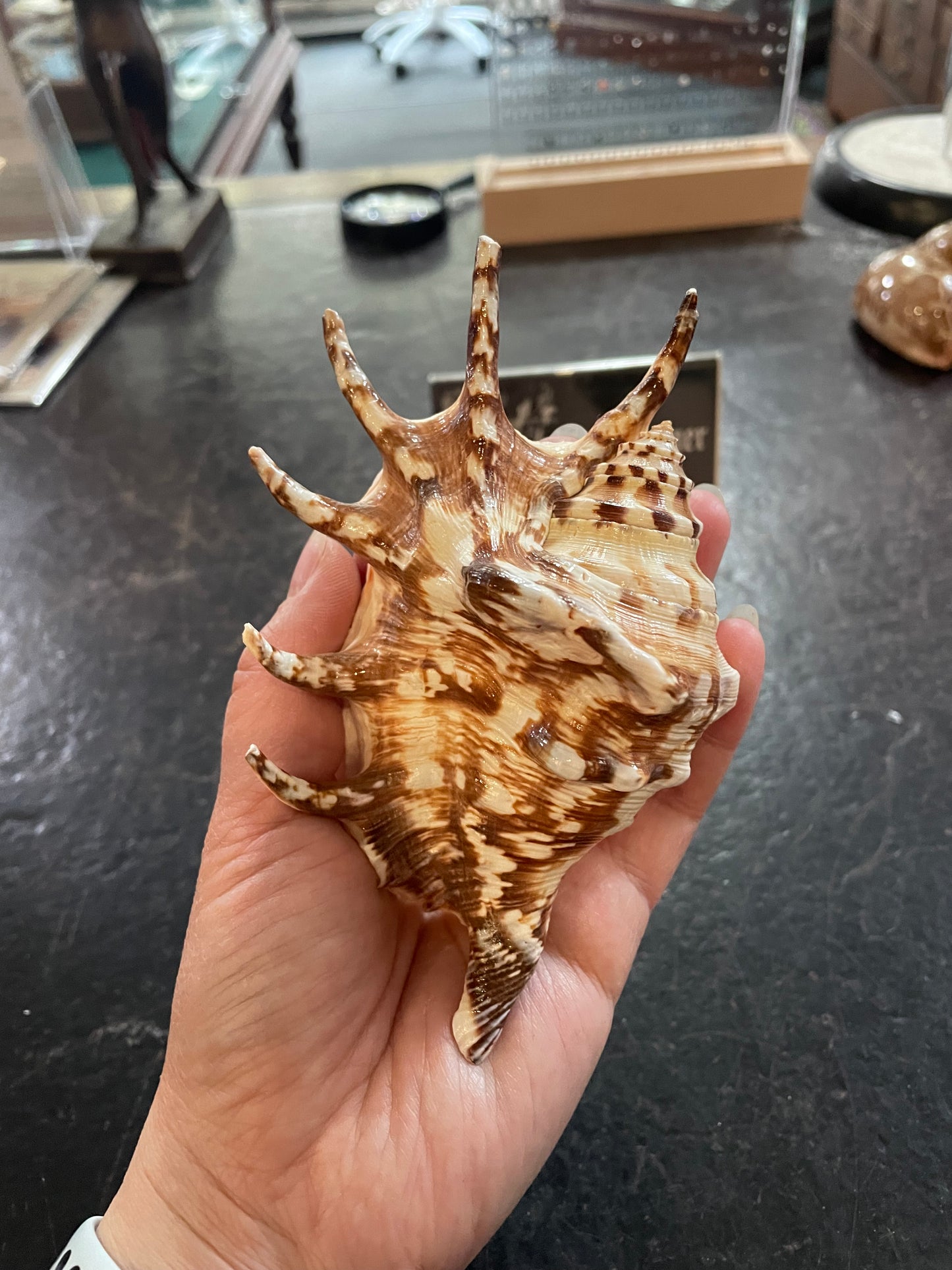 Scorpius spider conch