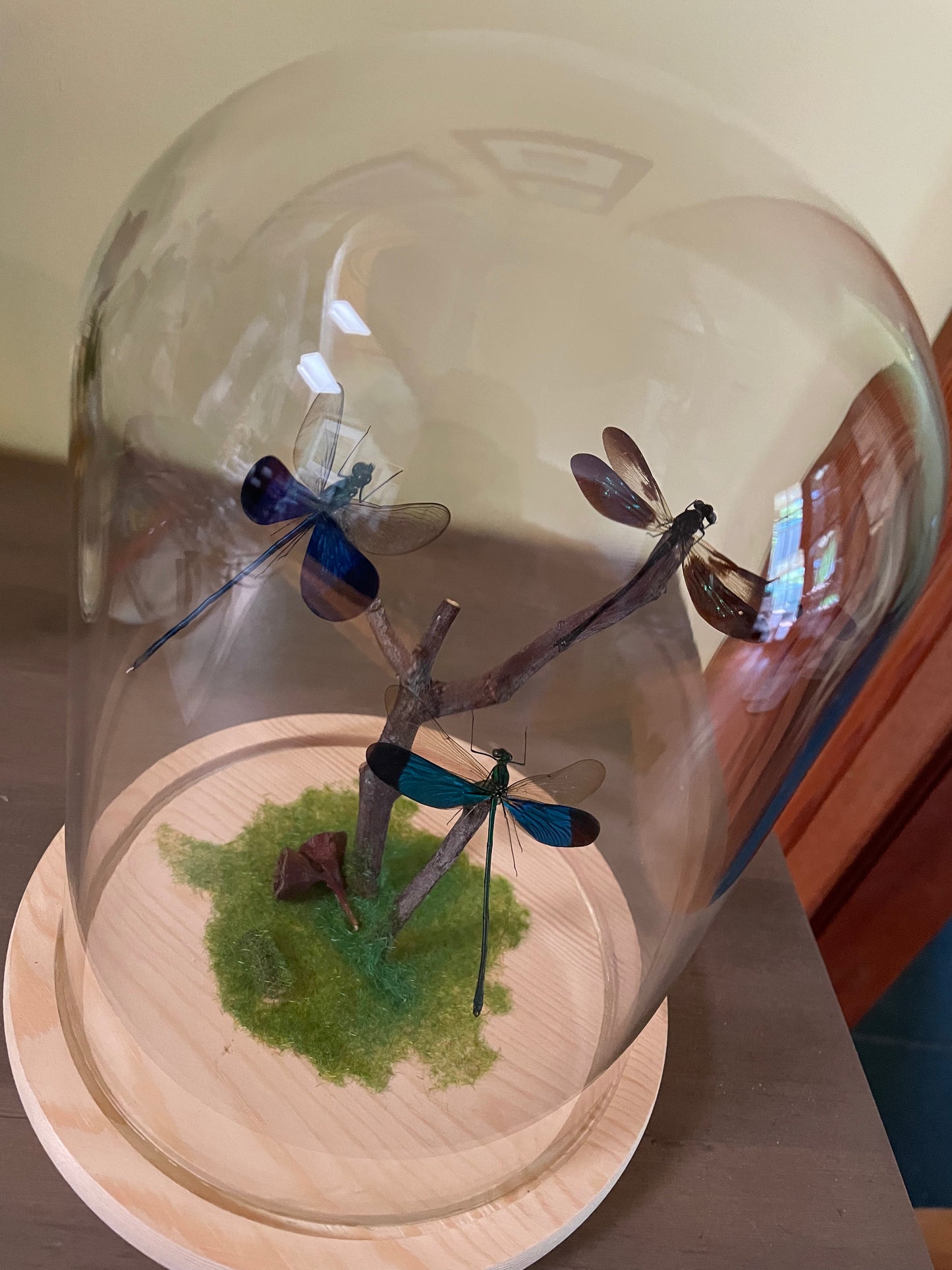 Assorted Damselflies in glass dome