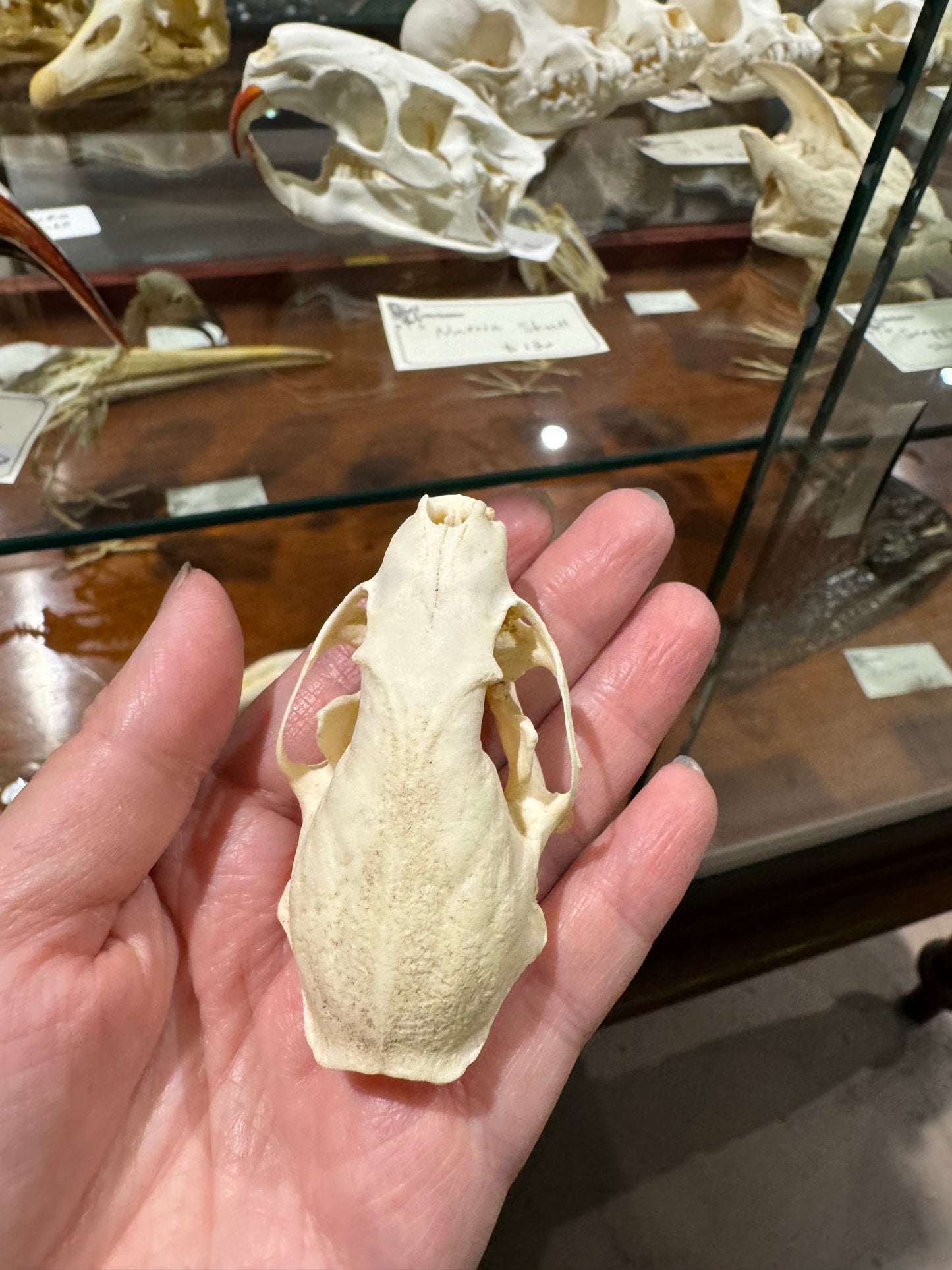 Mink skull