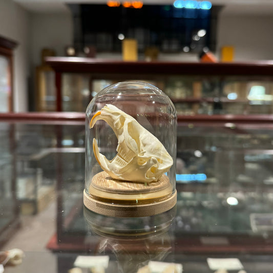 Muskrat skull