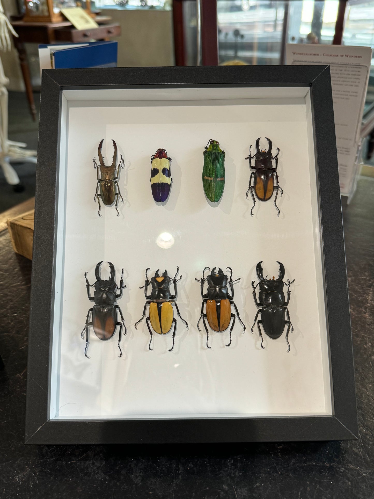 Mixed beetles