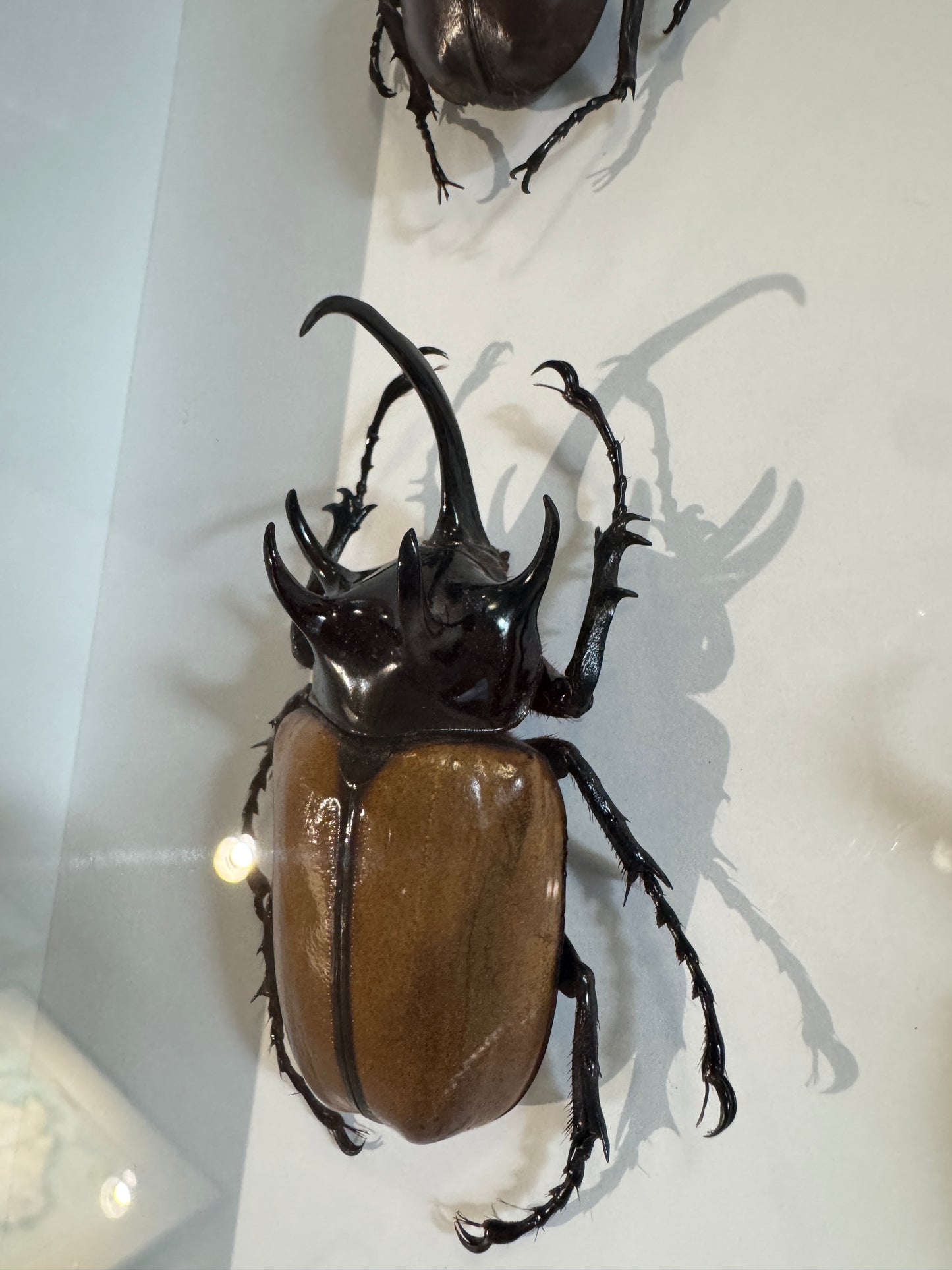 4 Beetles