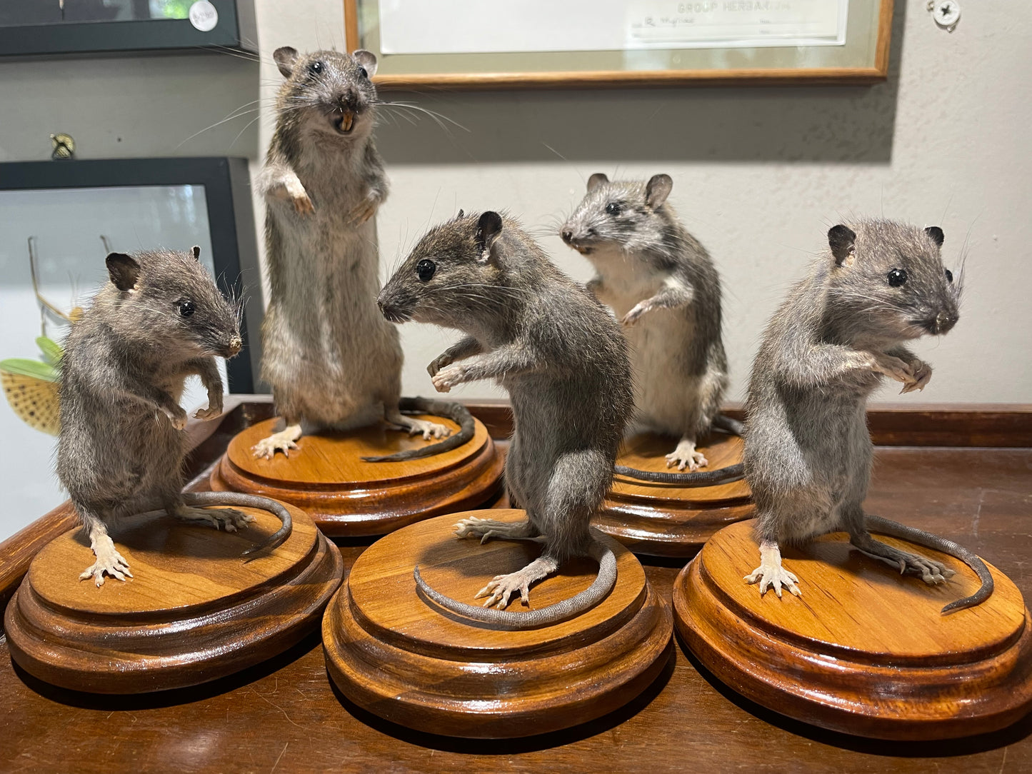 Taxidermy rats