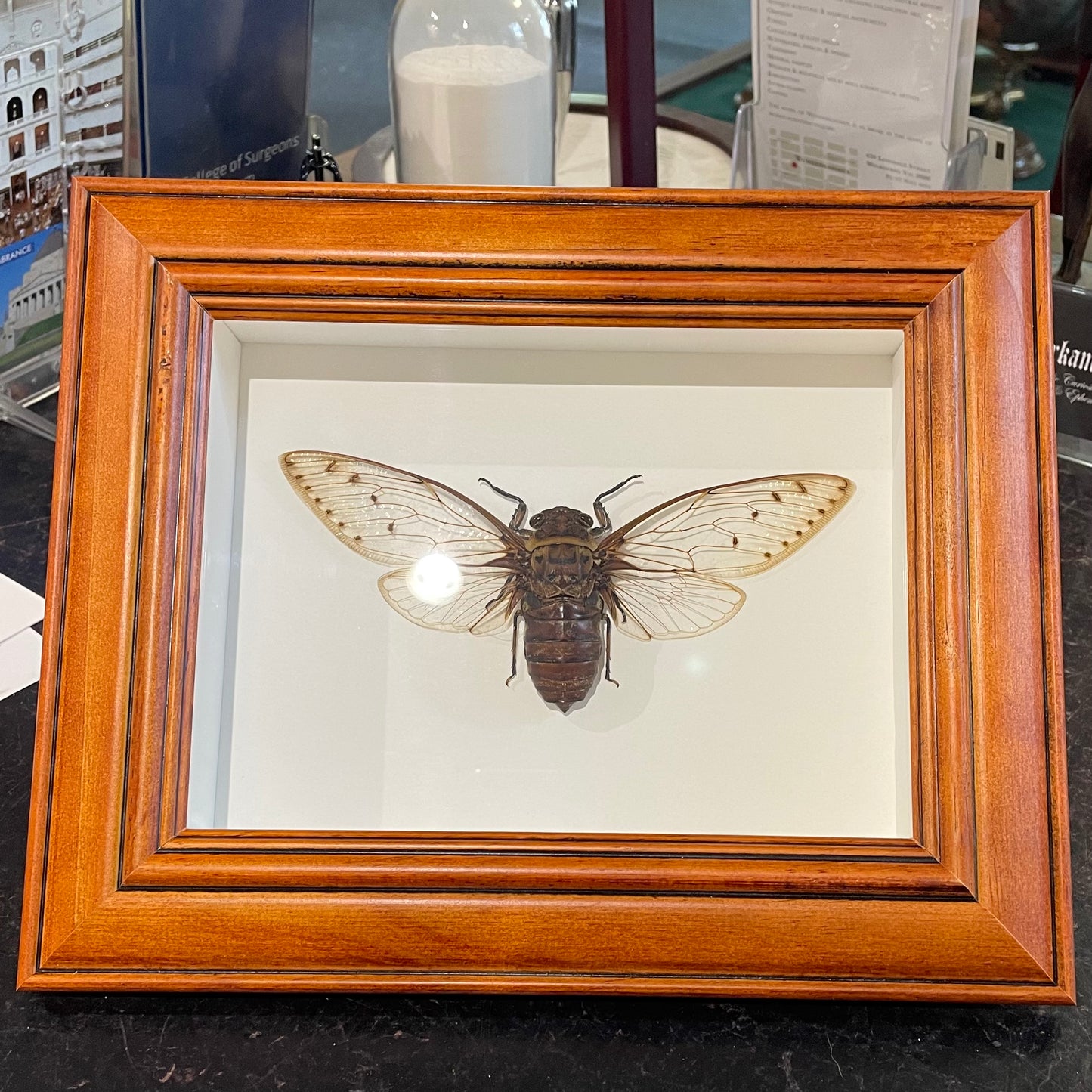 Giant cicada