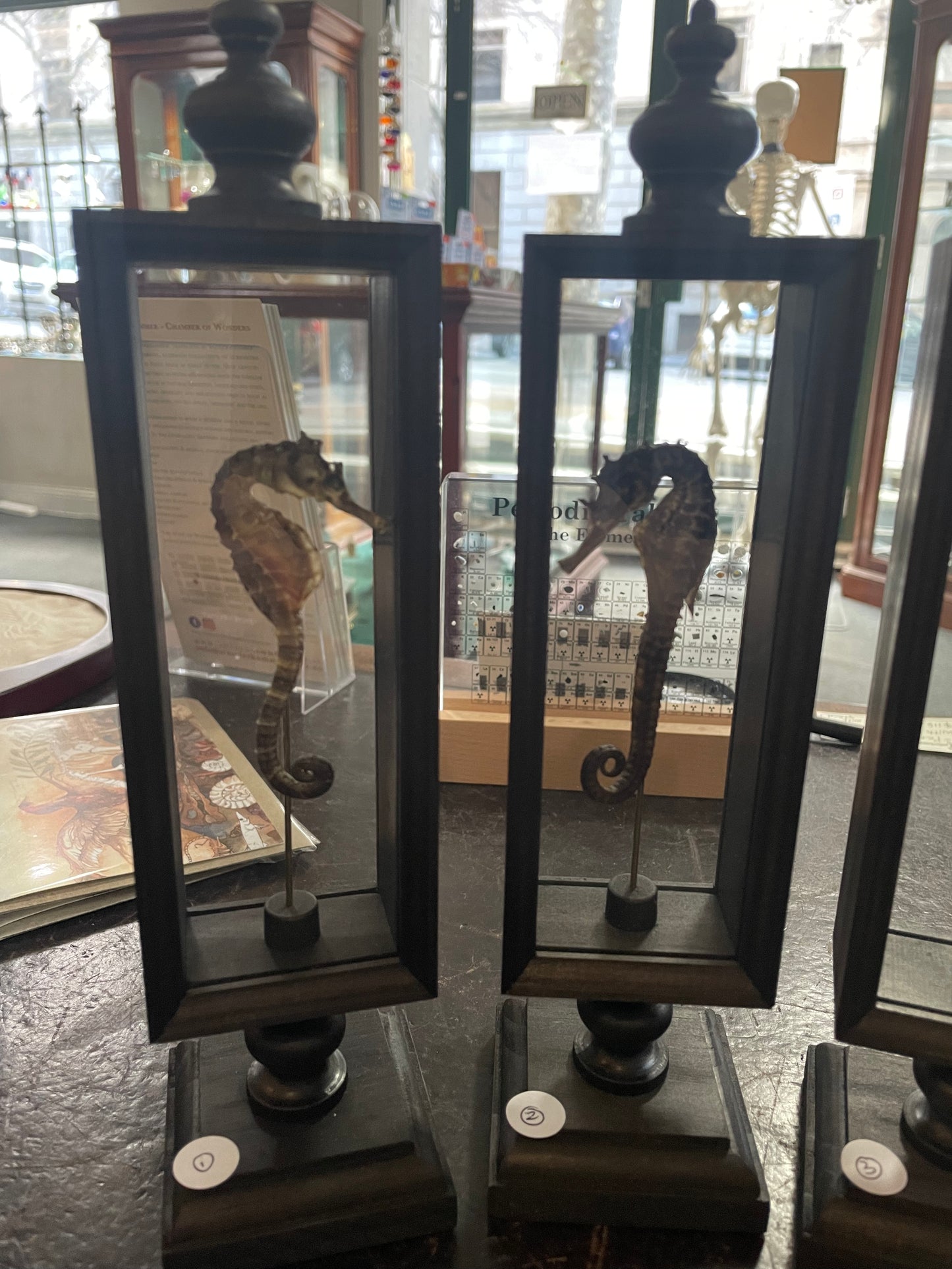 Seahorse in double glass Parisian display case