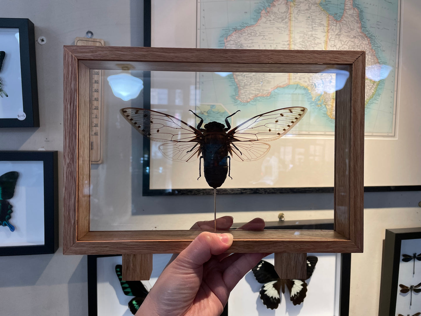 Giant Cicada in double glass display case