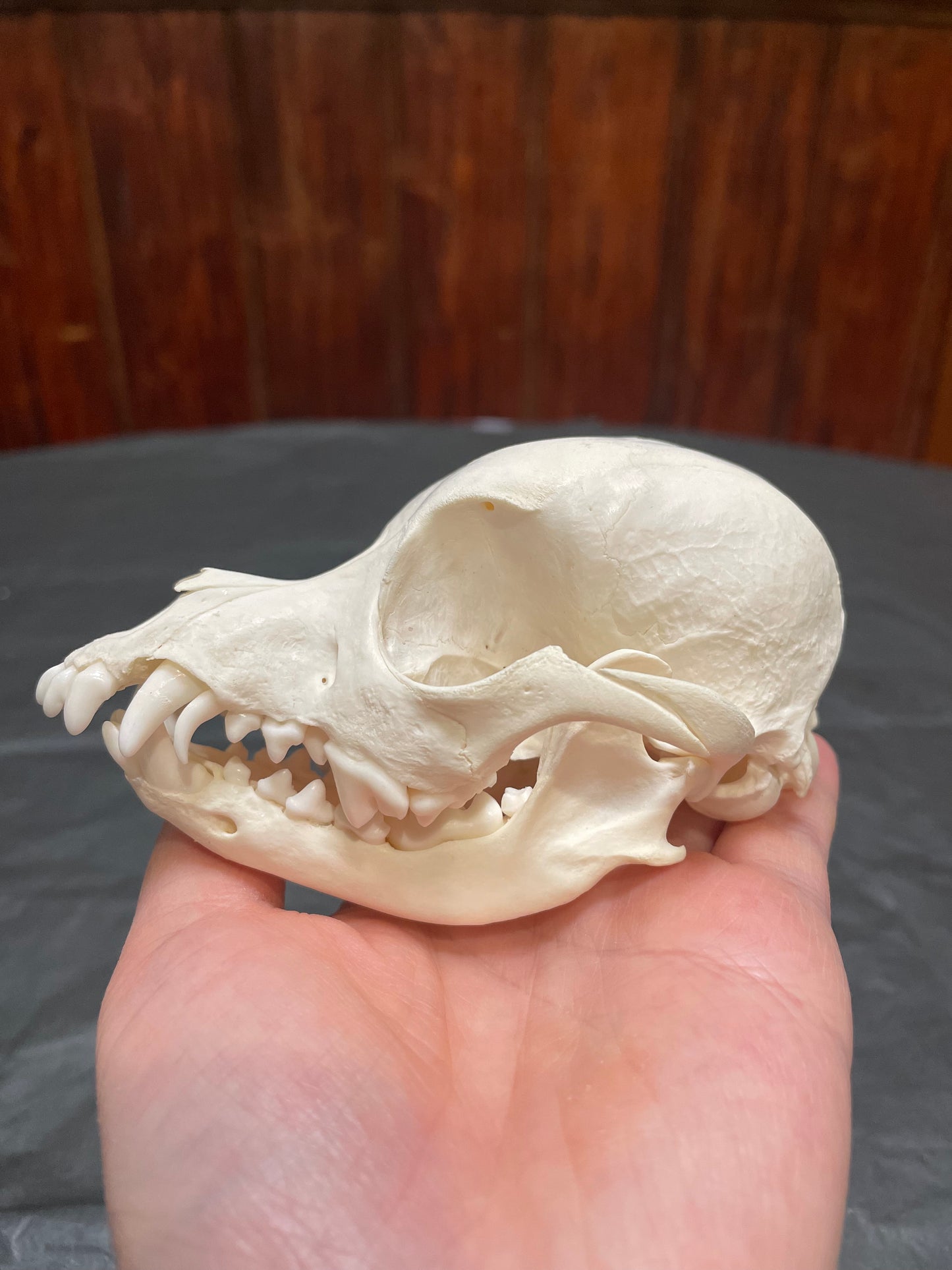 Domestic Dog Skull
